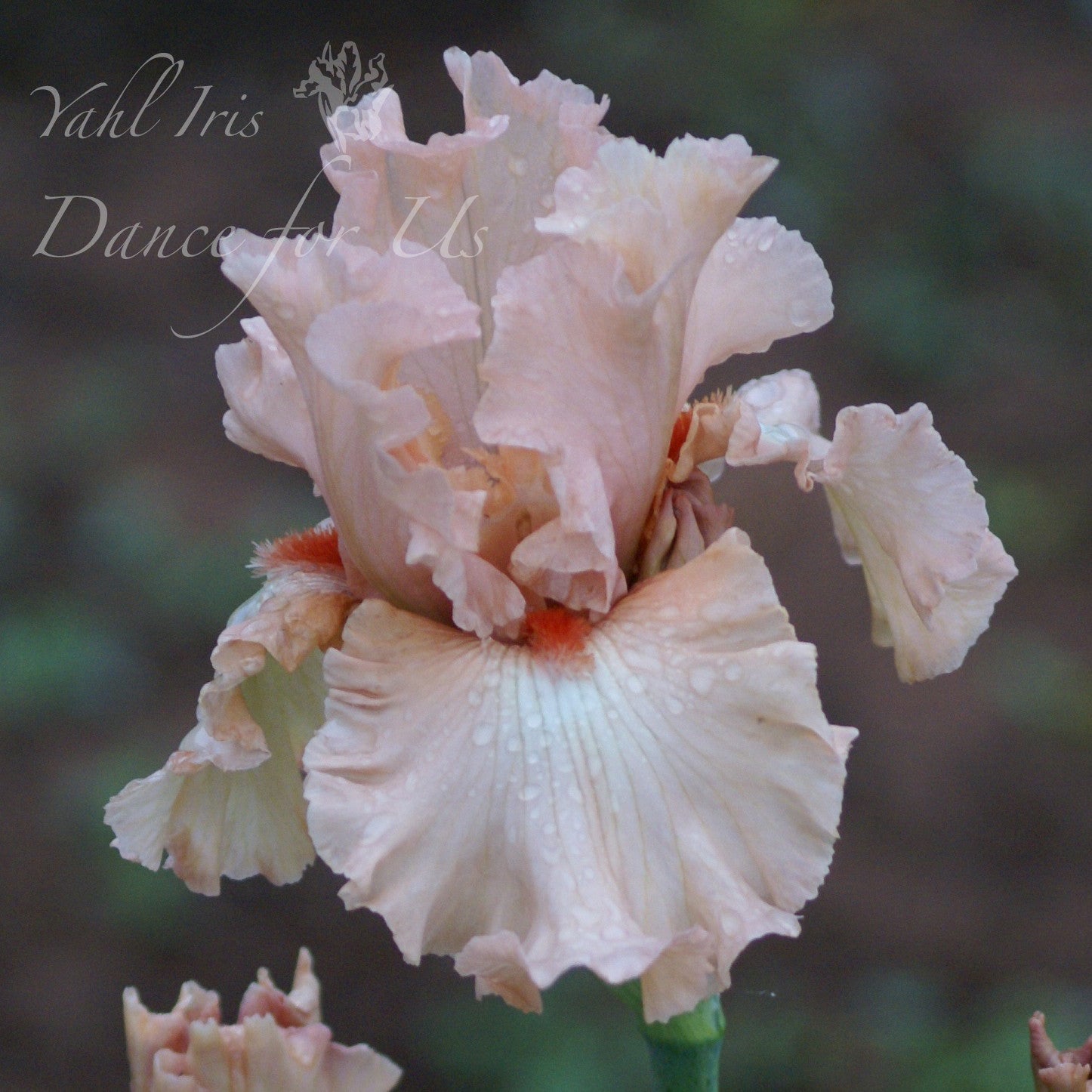 Dance For Us - Tall bearded iris
