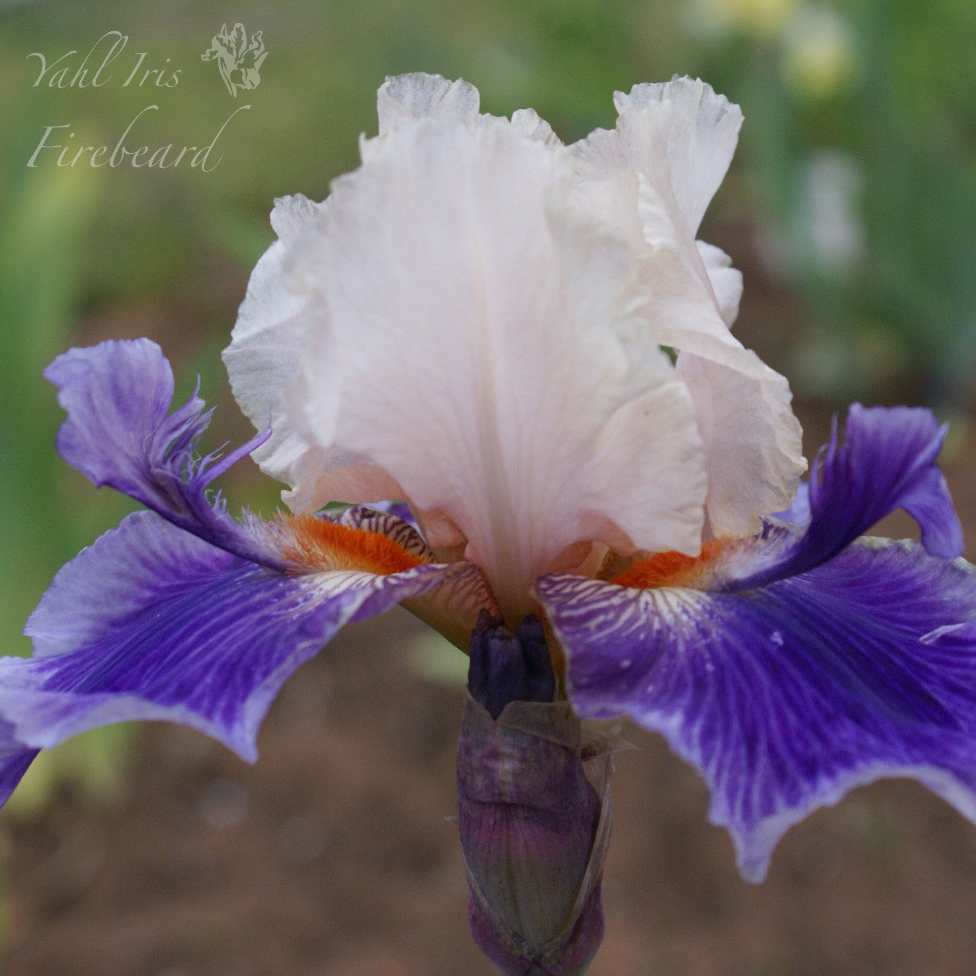 Fire Beard - Tall Bearded Iris