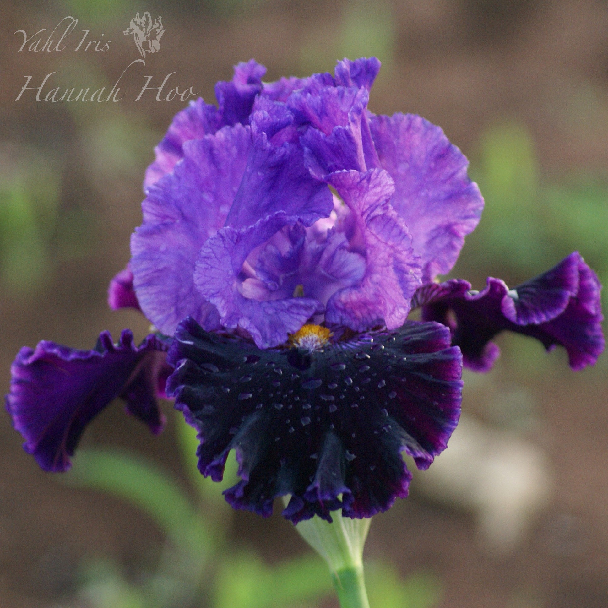 Hannah Hoo - Tall bearded iris