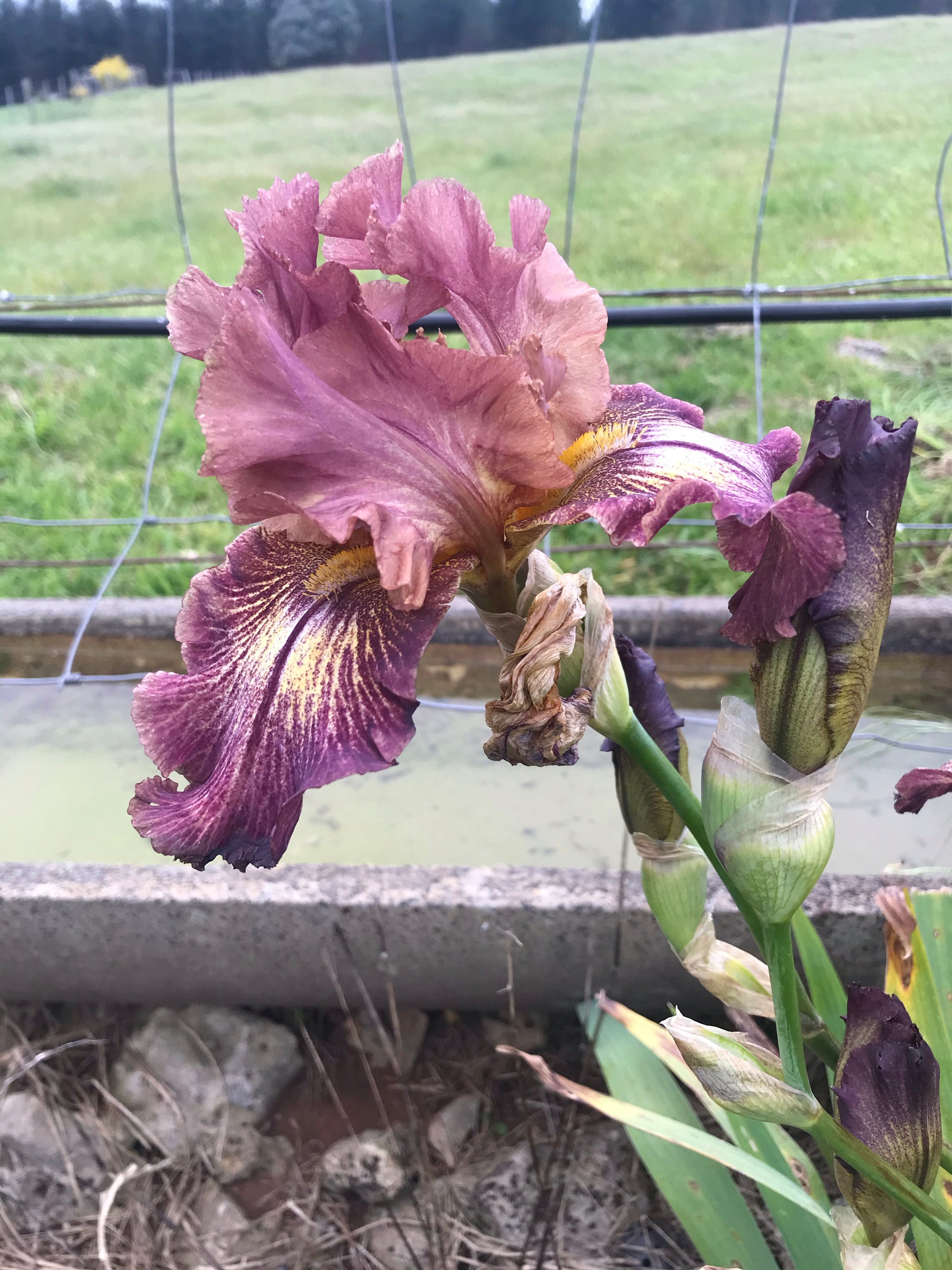 Unknown Name 10 - Tall bearded iris