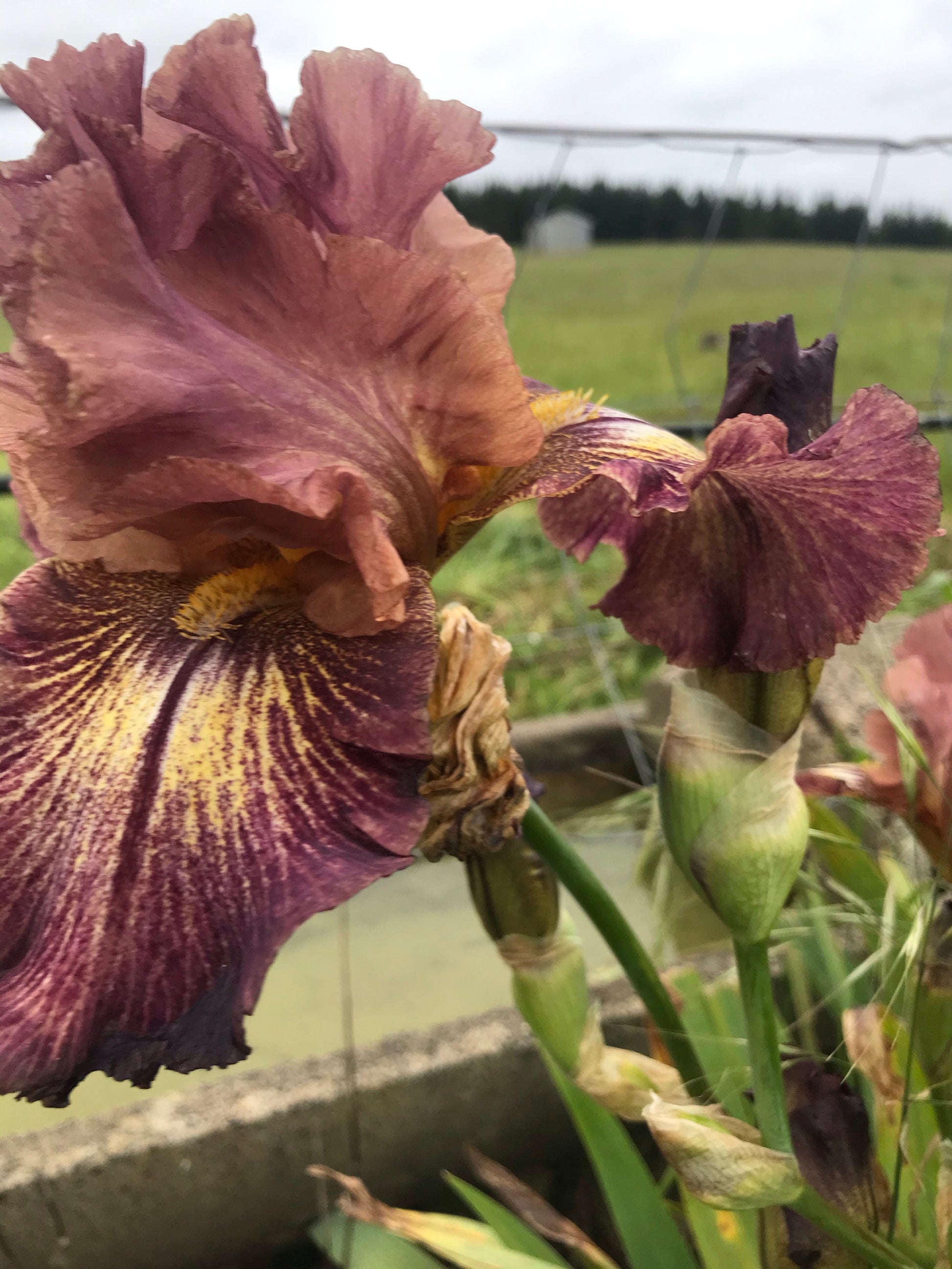 Unknown Name 10 - Tall bearded iris