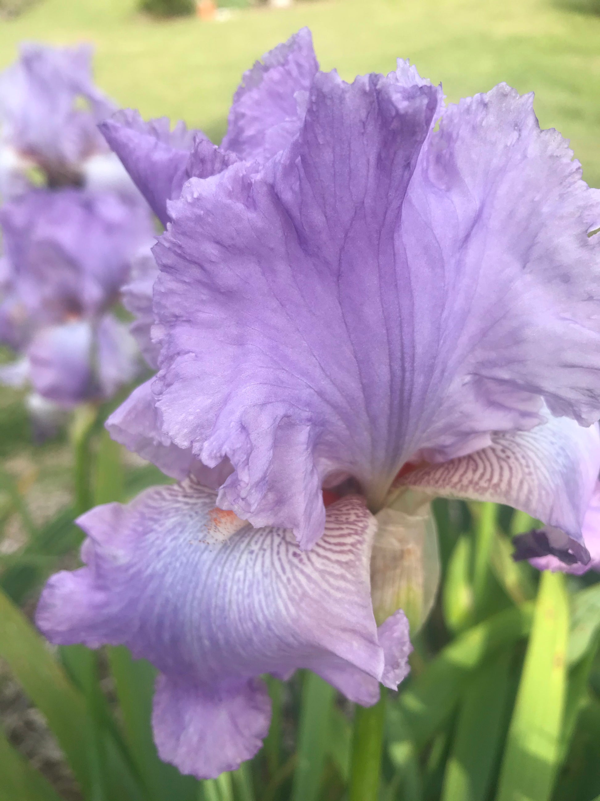 Unknown Name 9 - Tall bearded iris