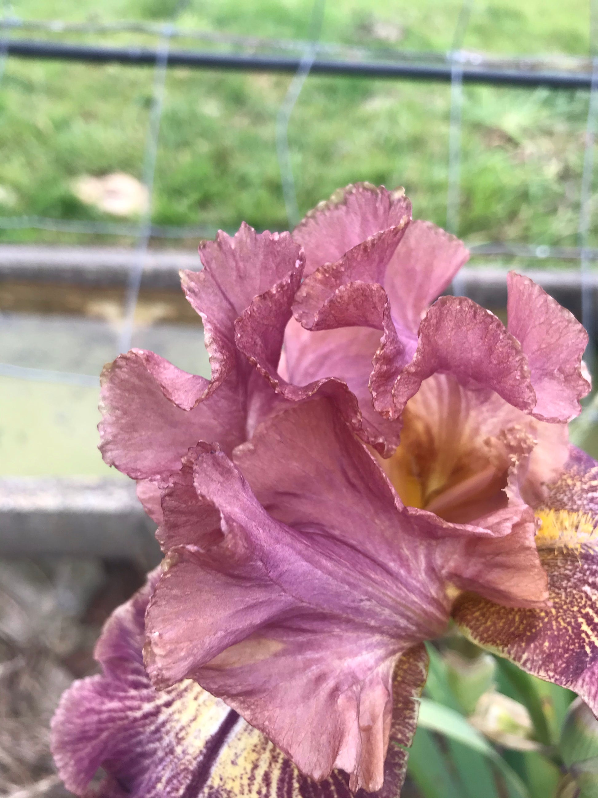 Unknown Name 10 - Tall bearded iris