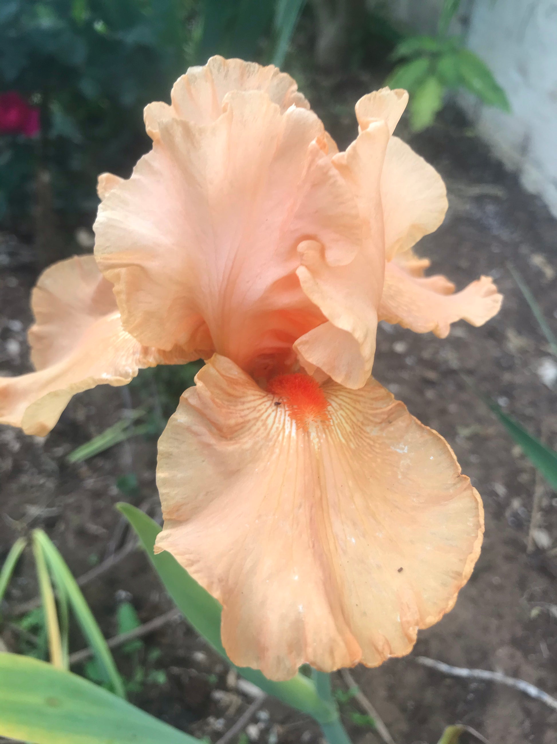 Unknown Name 6 - Tall bearded iris