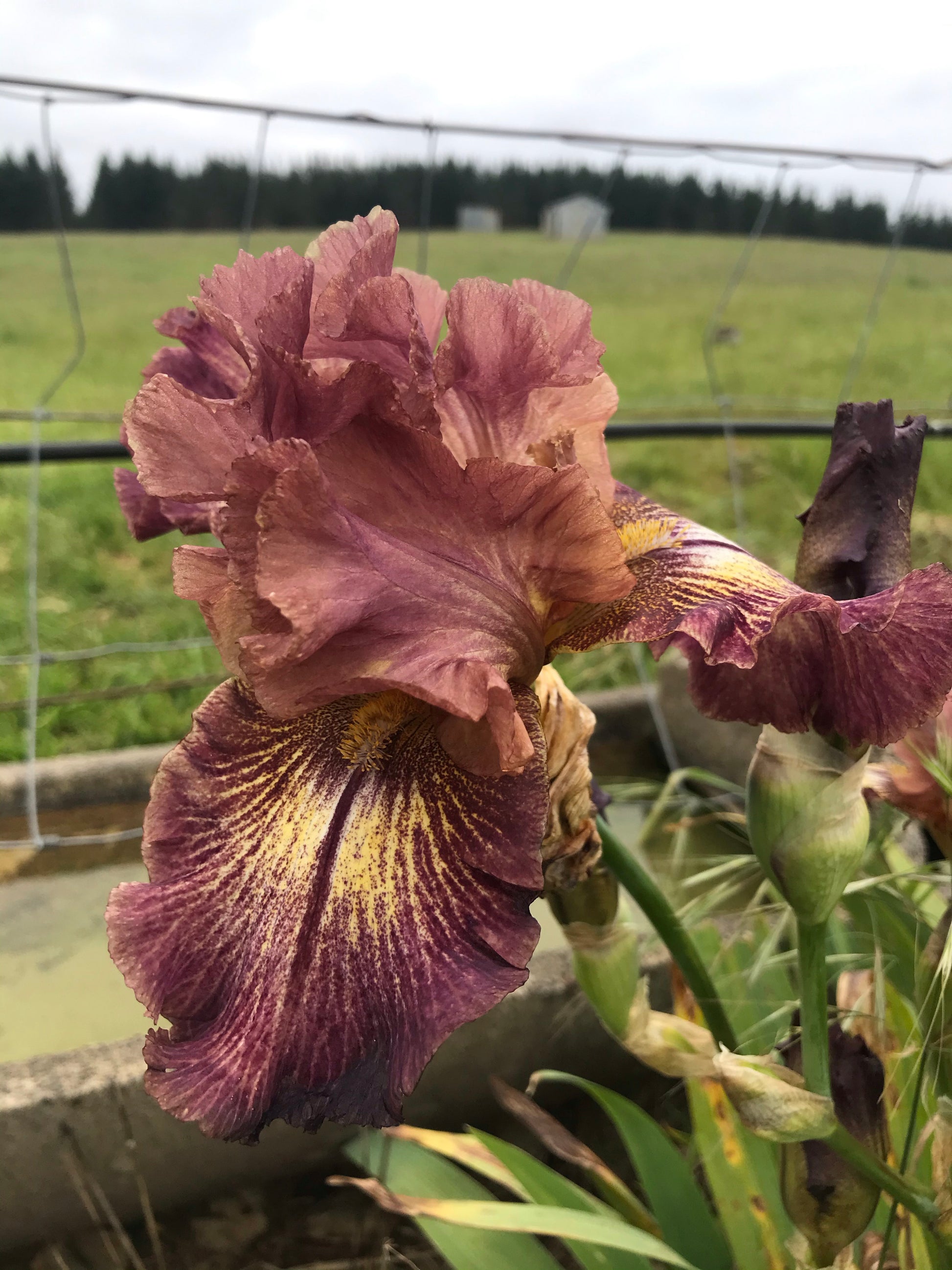 Unknown Name 10 - Tall bearded iris