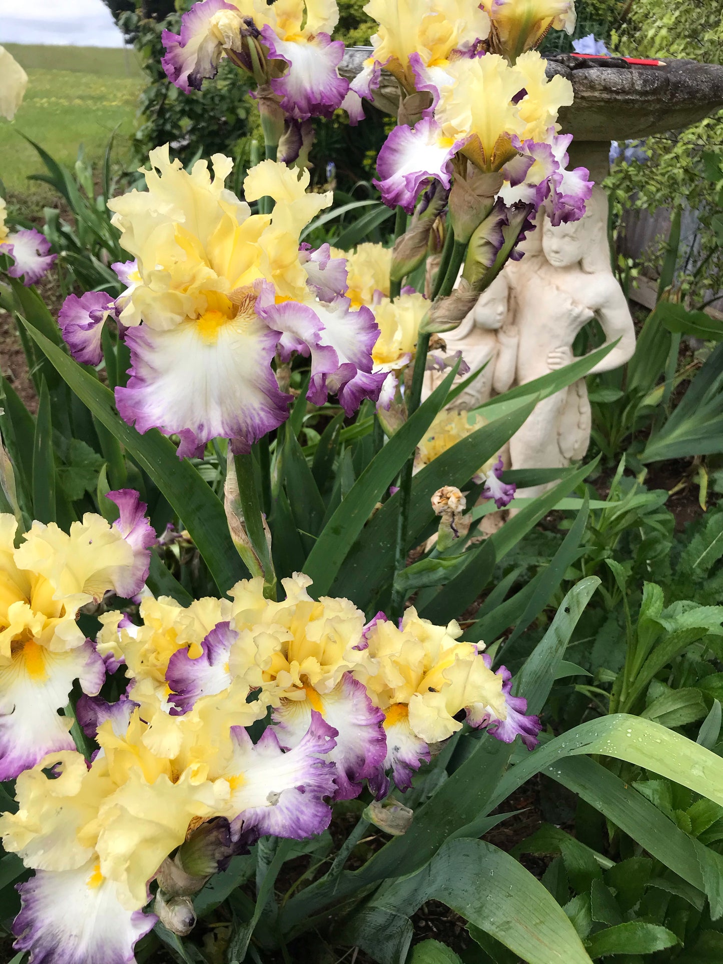 Day On The Bay - Tall bearded iris