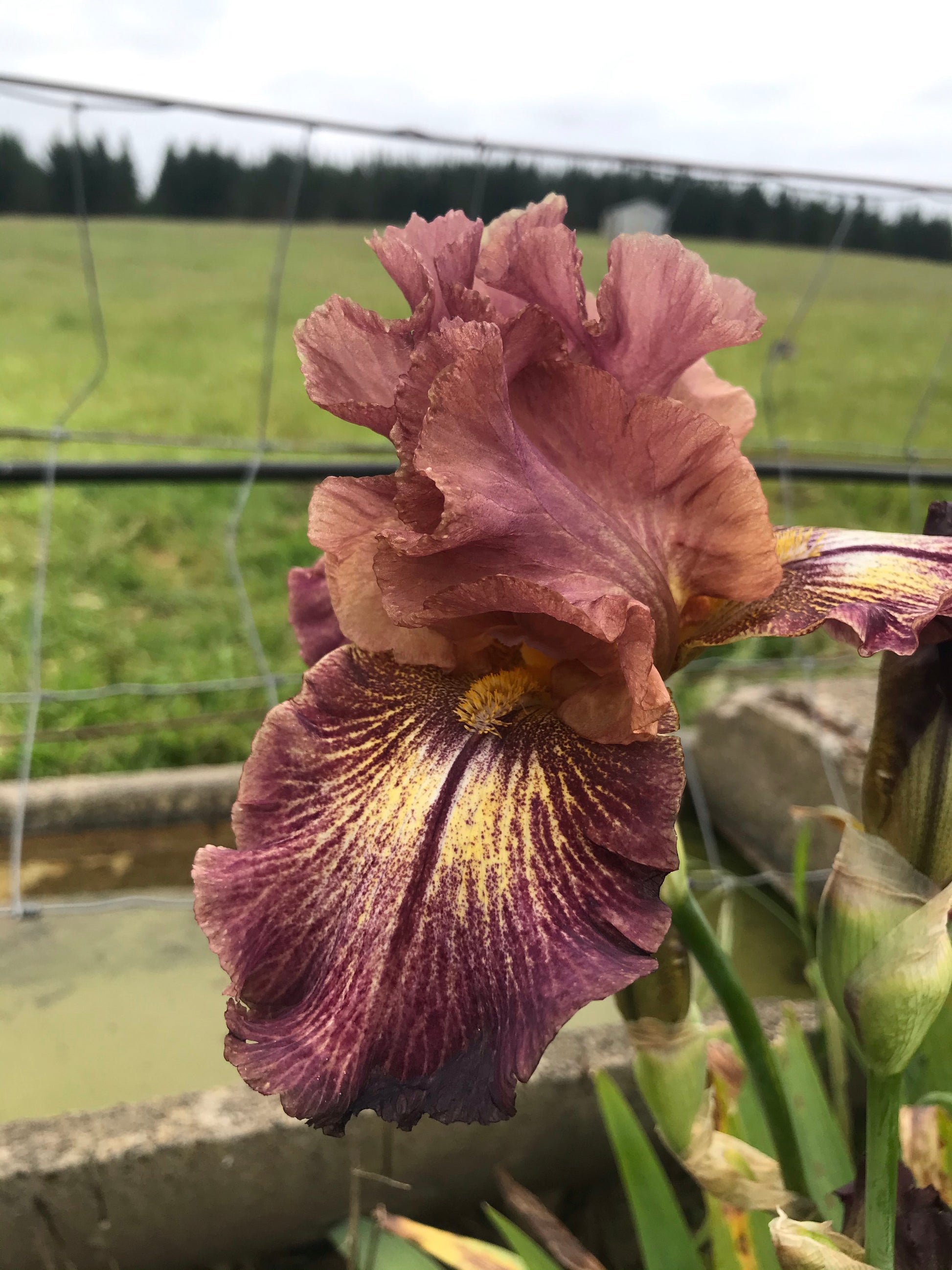 Unknown Name 10 - Tall bearded iris
