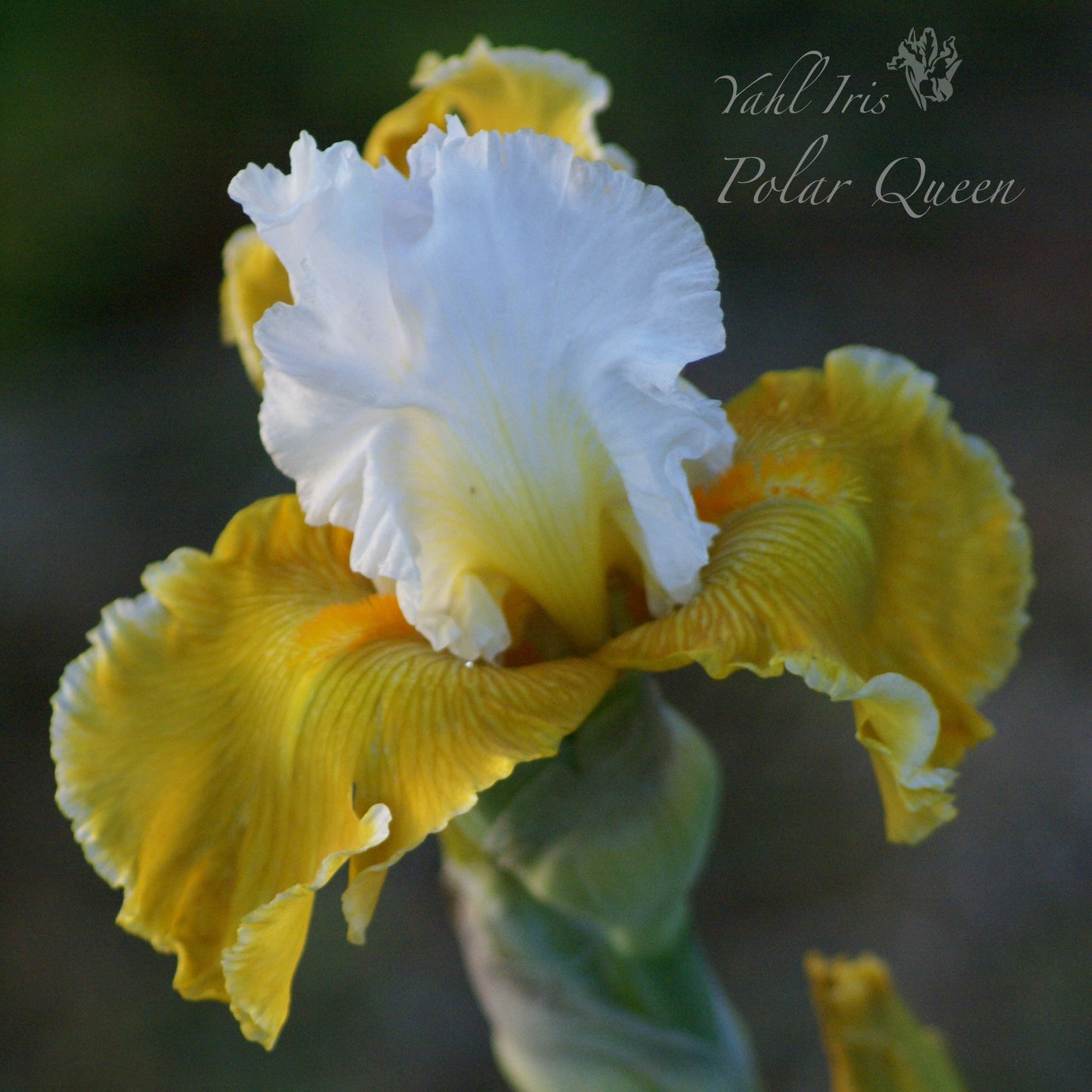Polar Queen - Tall bearded iris