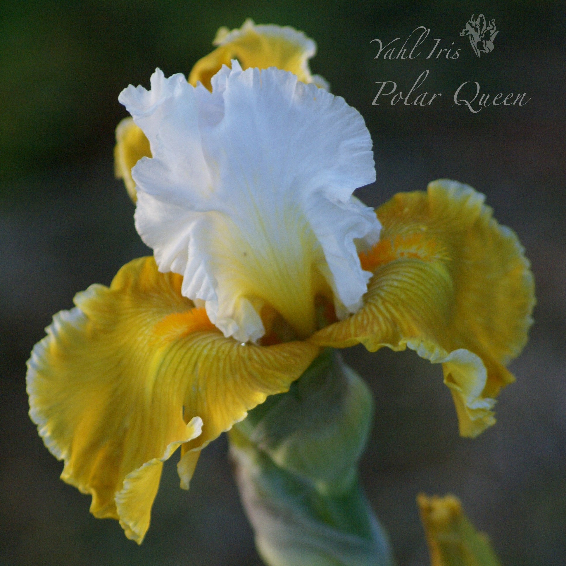 Polar Queen - Tall bearded iris