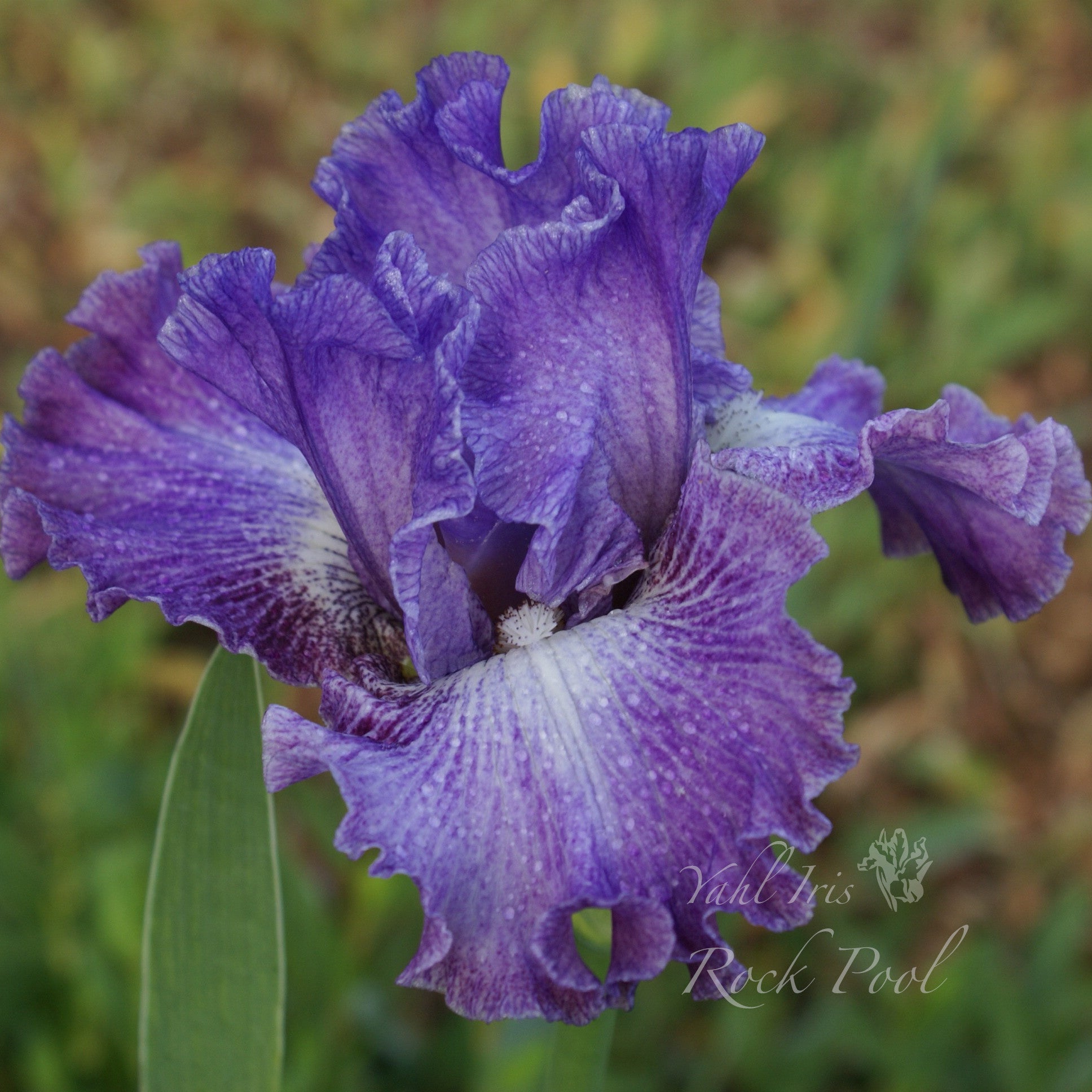 Rock Pool - Tall bearded iris