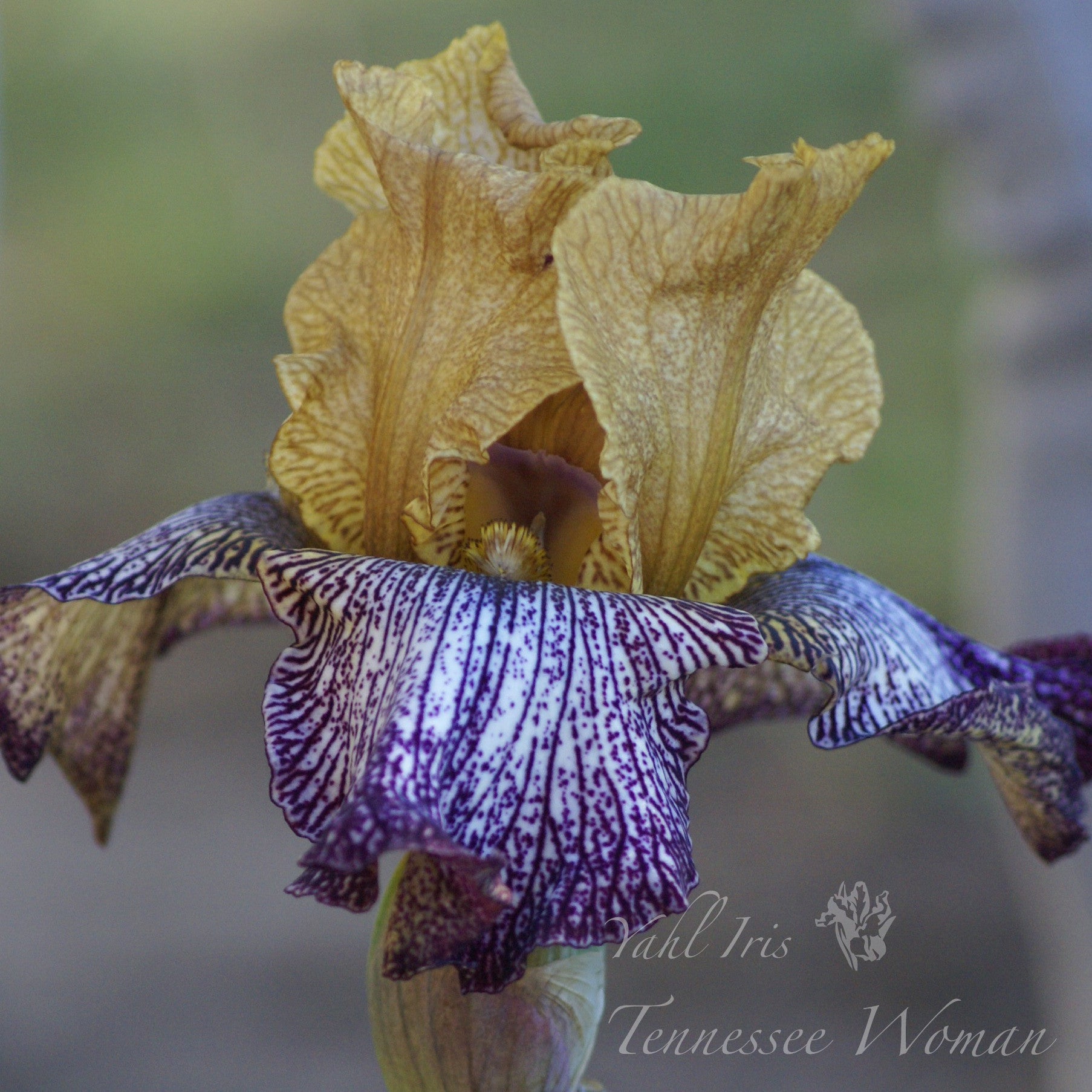 Tennessee Woman - Tall bearded iris
