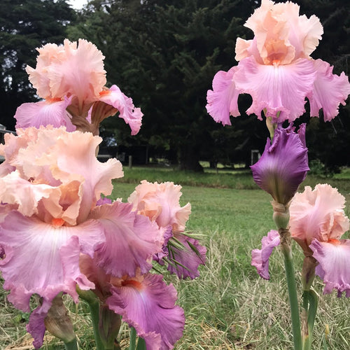 Iris