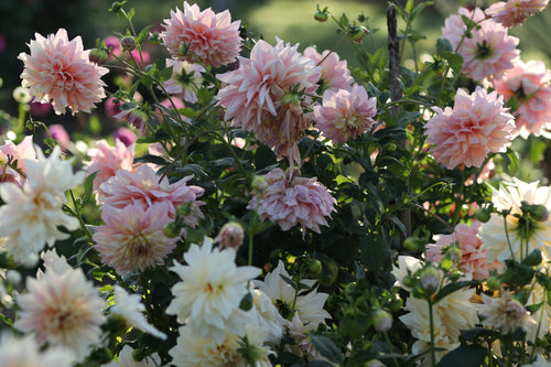 Dahlia Tubers