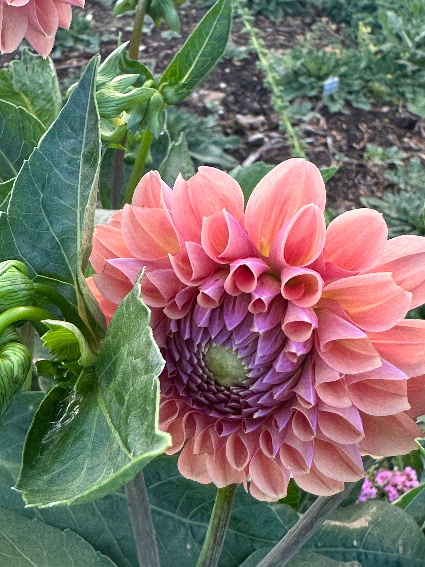 Dahlia 'Breannon' Tuber