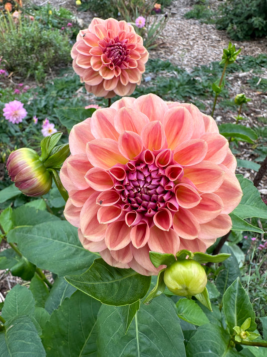 Dahlia 'Breannon' Tuber