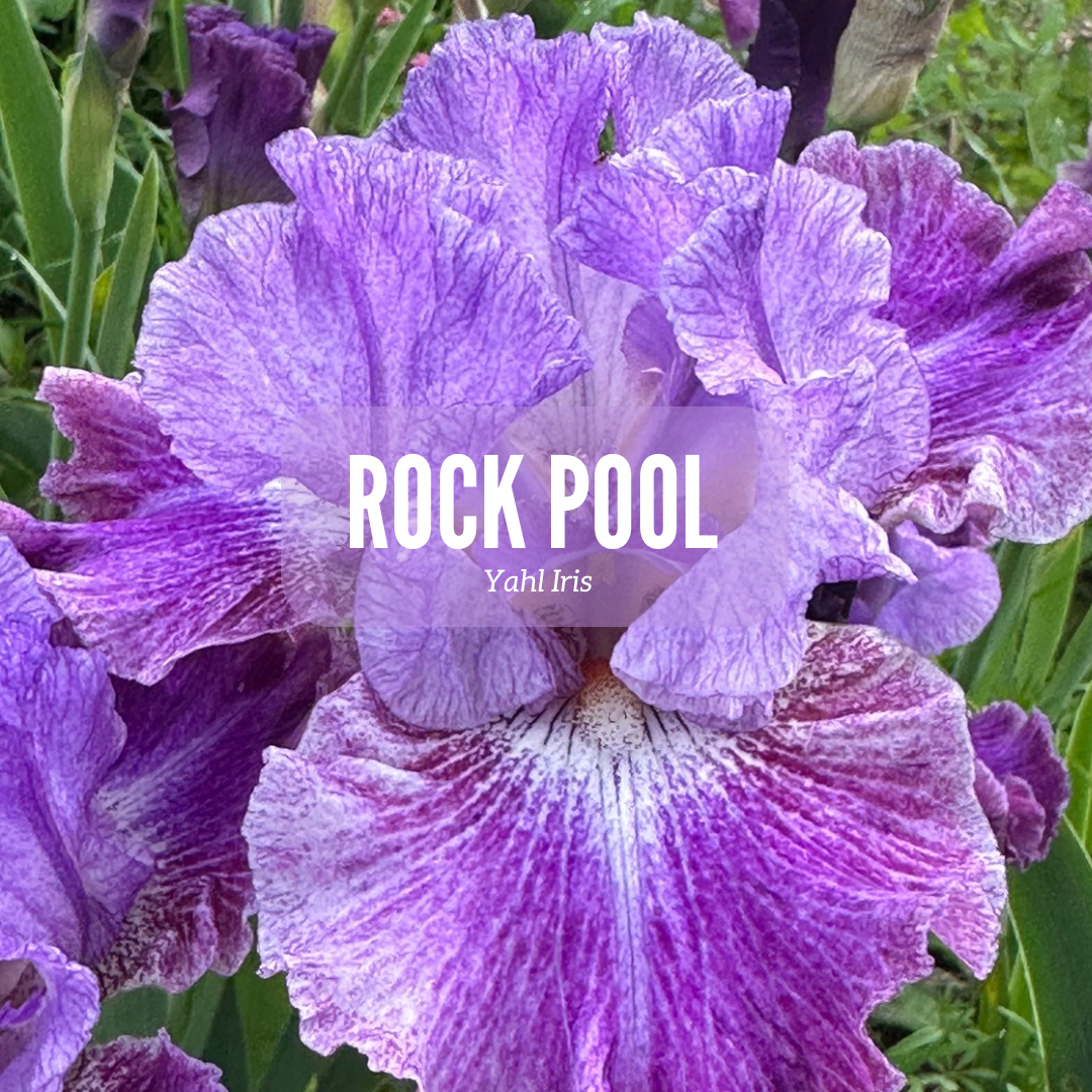 Rock Pool - Tall bearded iris