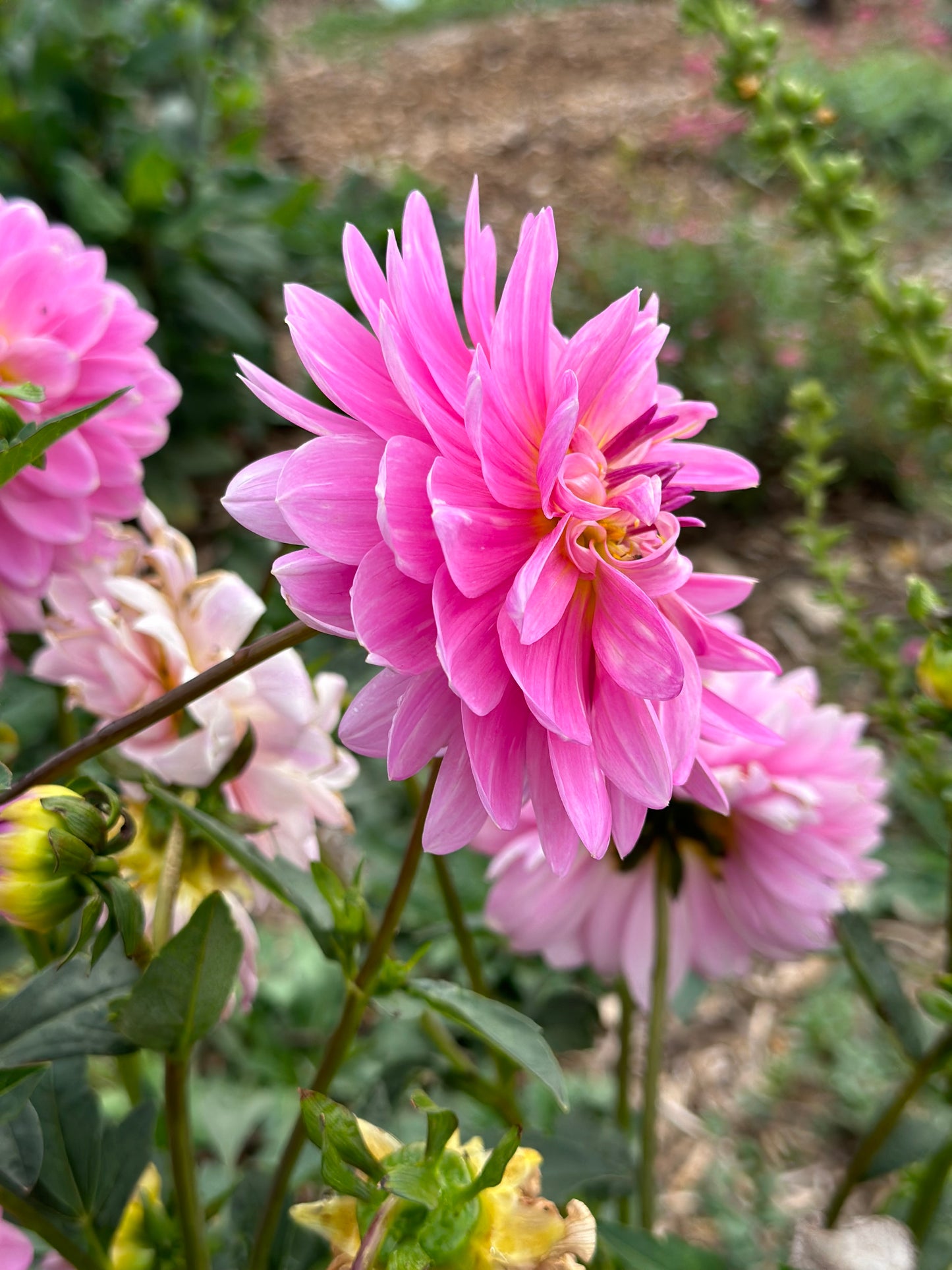 SEEDS - Dahlia parent plant ‘Figurine’ - 1 Packet of 15 seeds