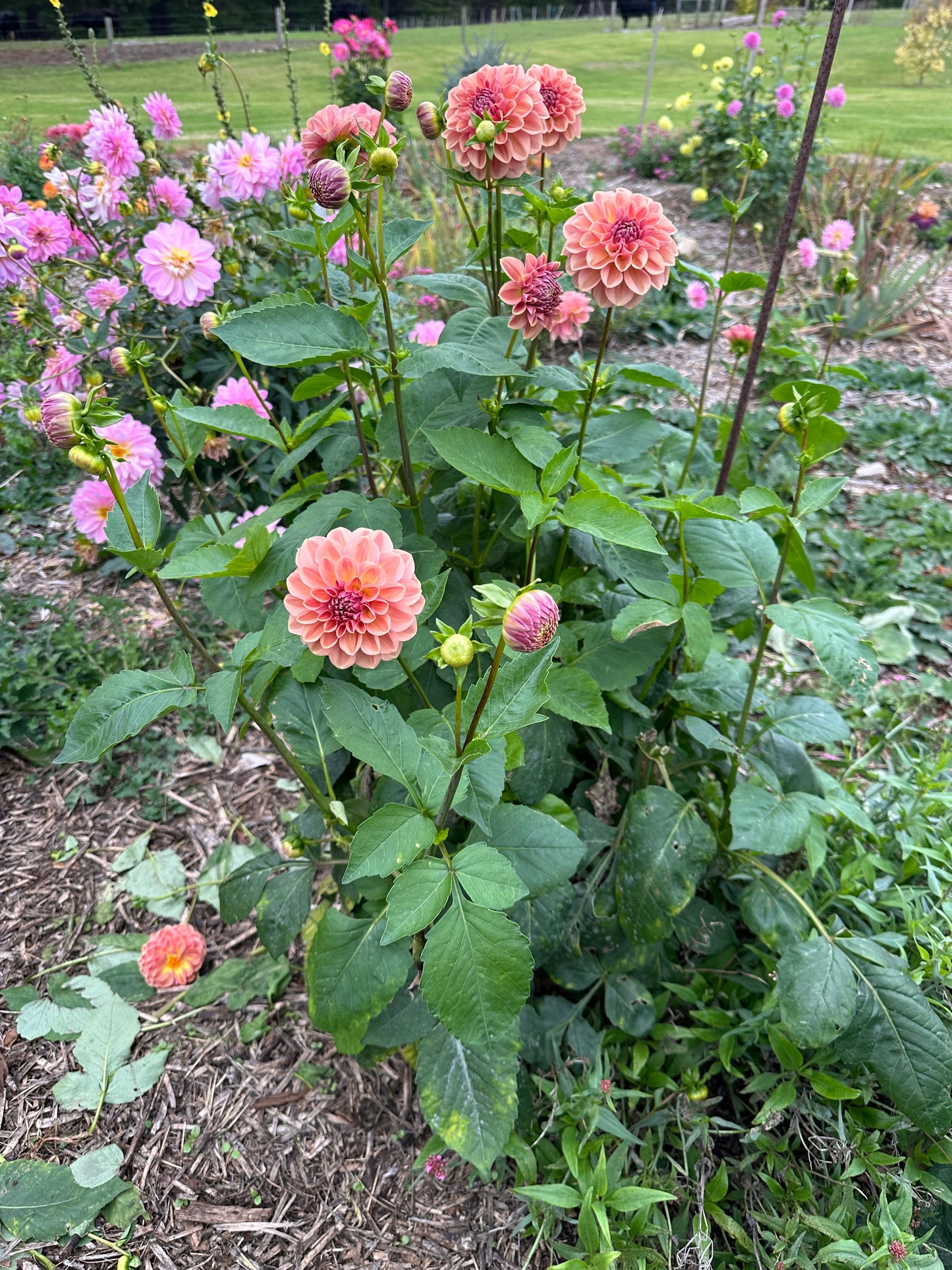 Dahlia 'Breannon' Tuber