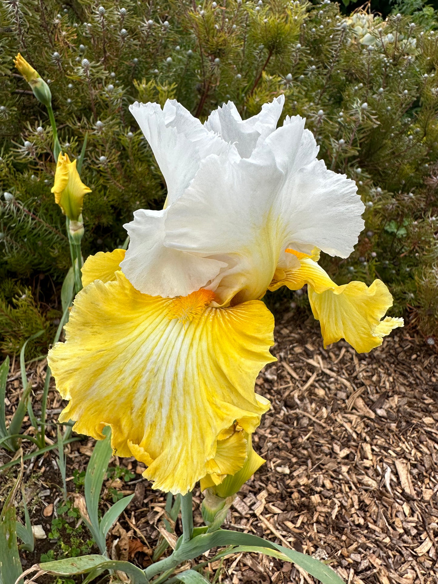 Certain Magic - Tall bearded iris