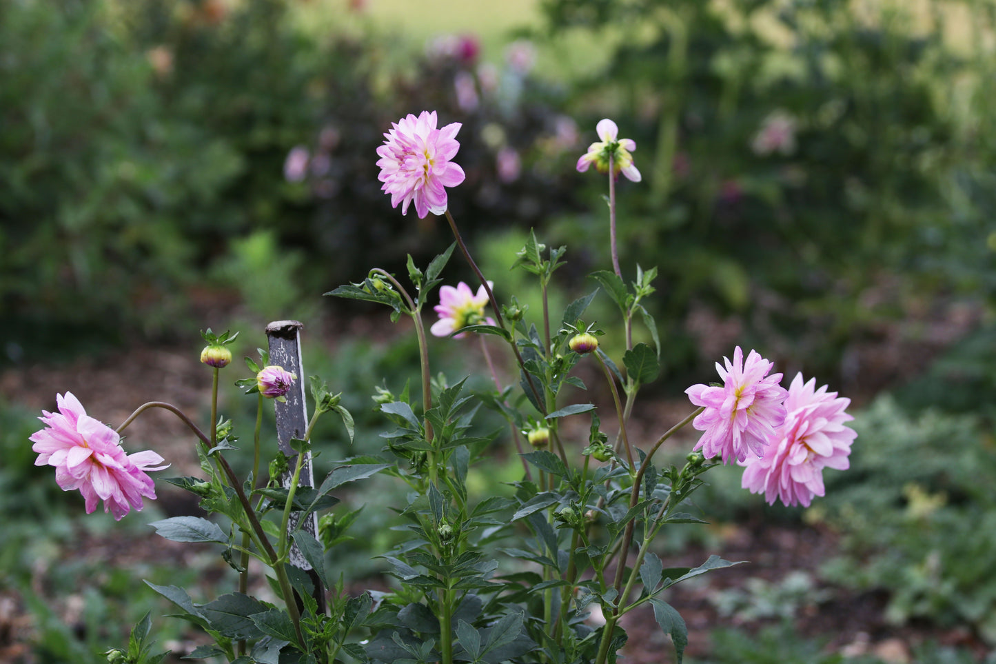 SEEDS - Dahlia parent plant ‘Figurine’ - 1 Packet of 15 seeds