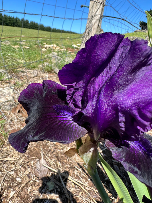 Unknown name 17 - Tall bearded iris