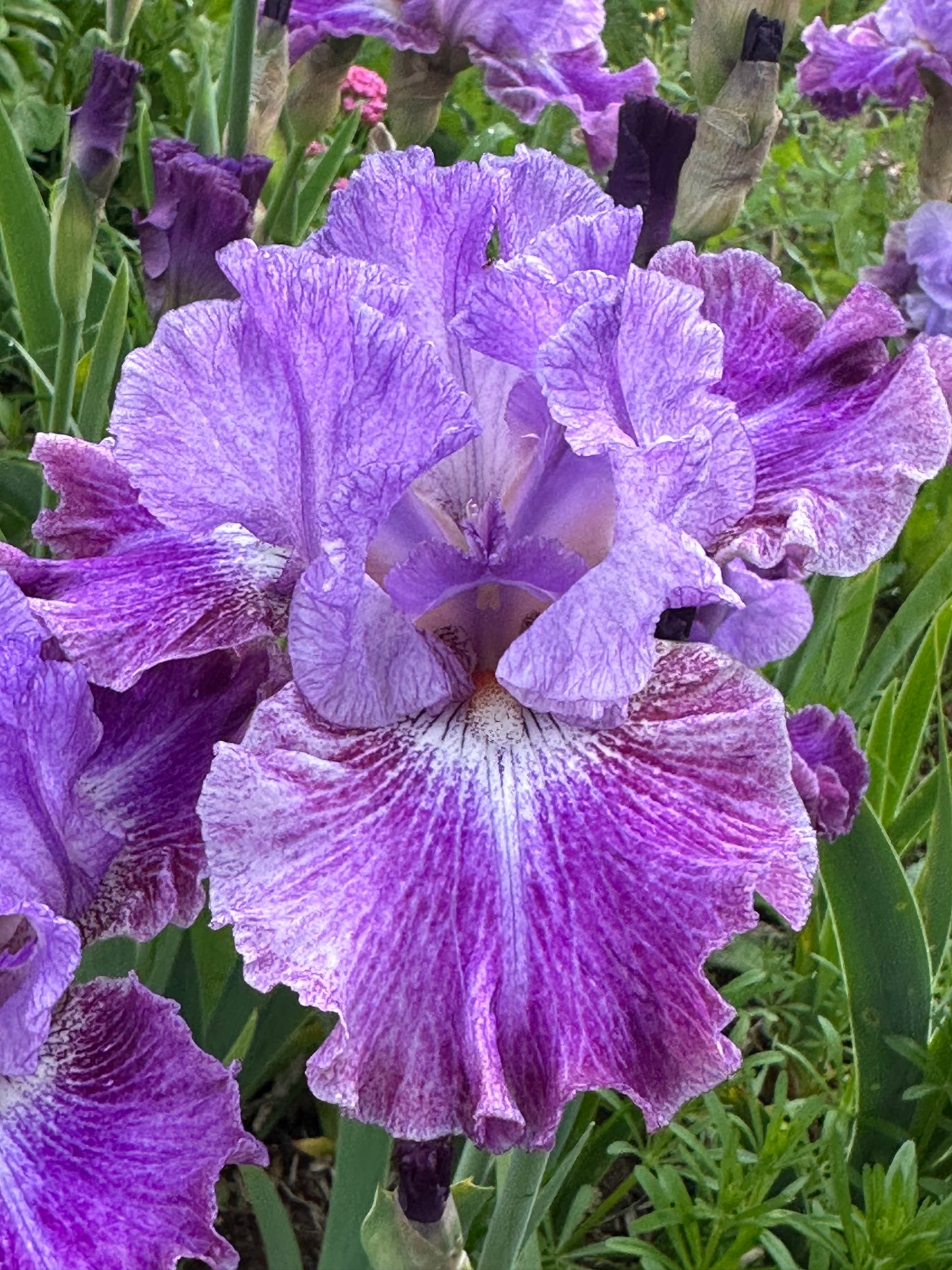 Rock Pool - Tall bearded iris