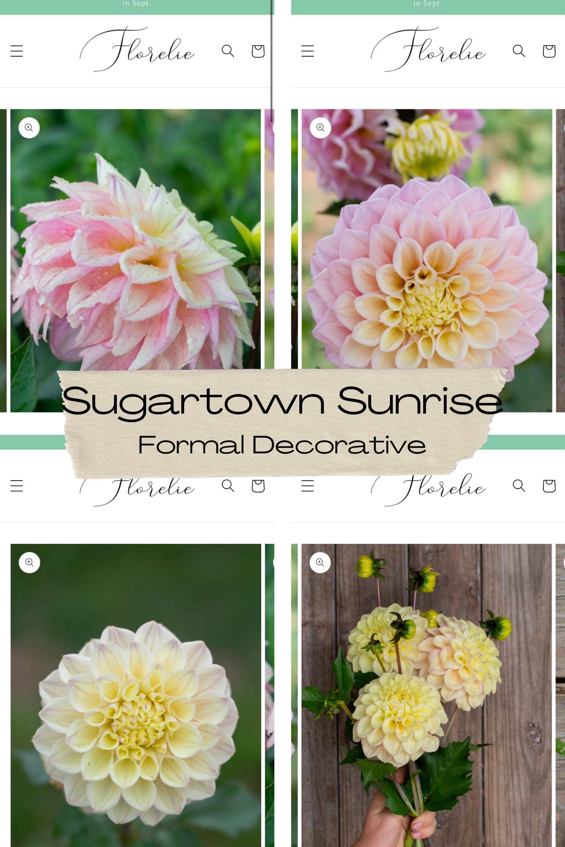 Dahlia 'Sugartown Sunrise' Tuber