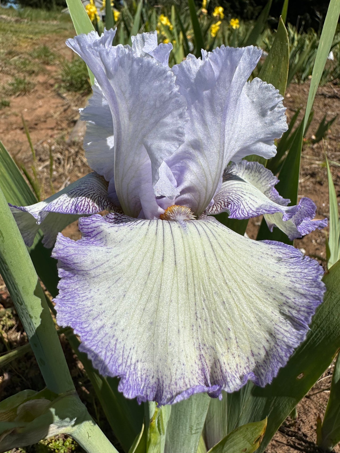 Acoma - Tall Bearded Iris
