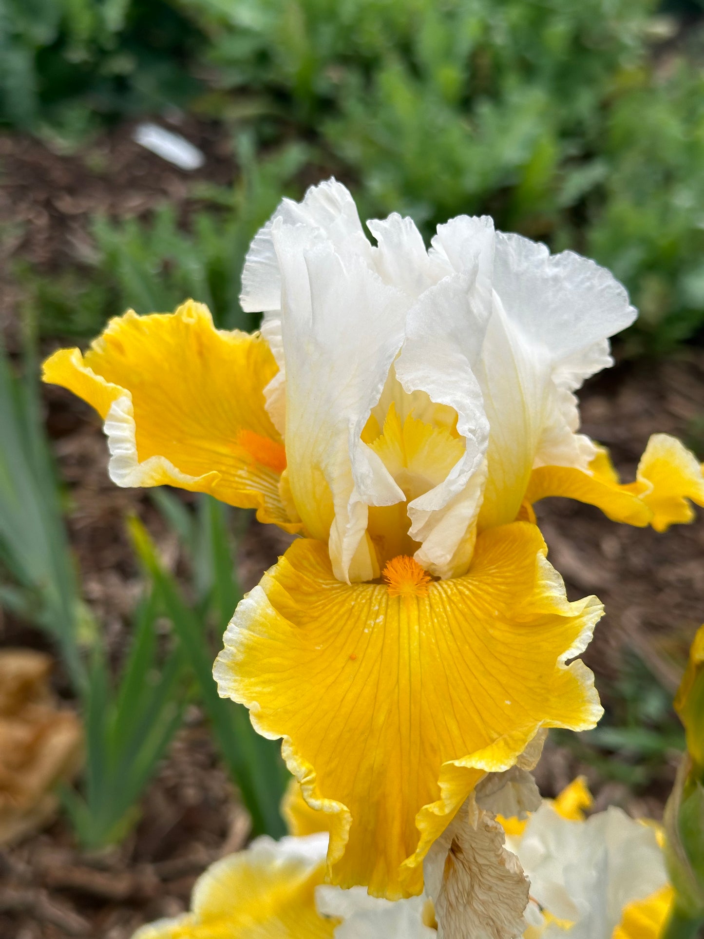 Polar Queen - Tall bearded iris