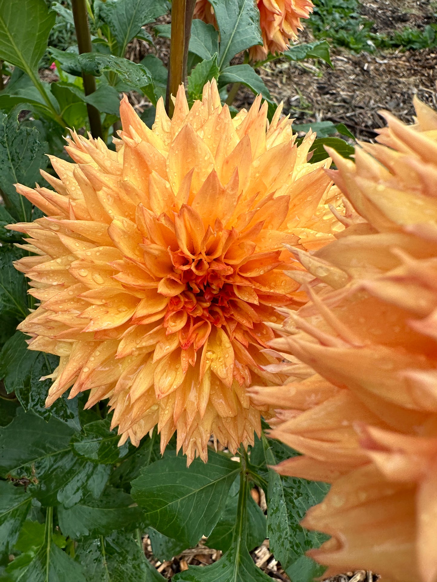 Dahlia 'Teddy Bear' Tuber