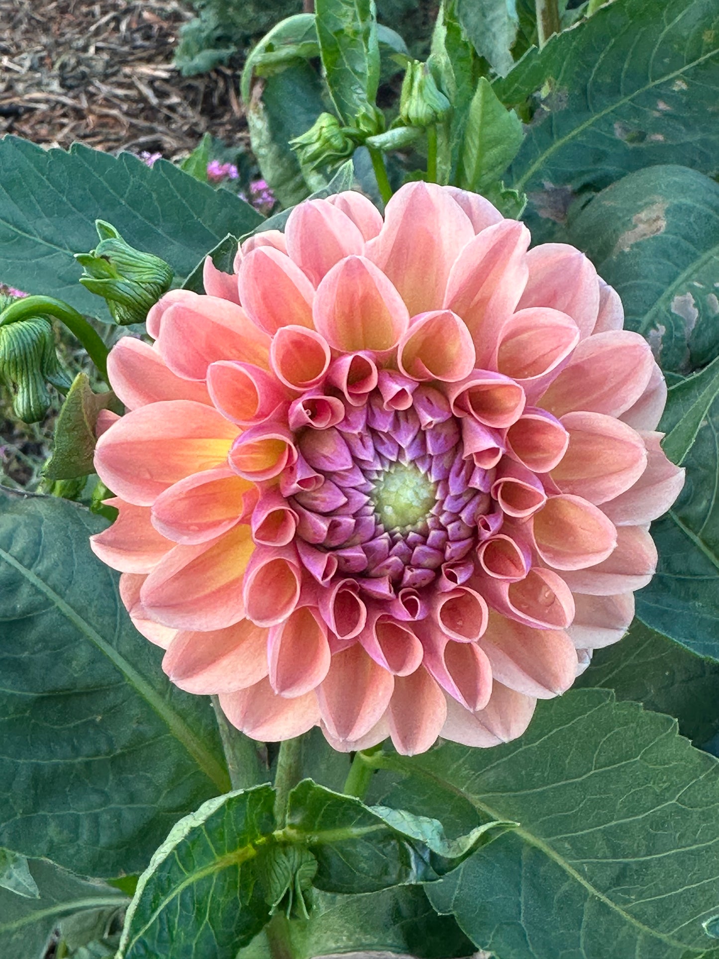 Dahlia 'Breannon' Tuber