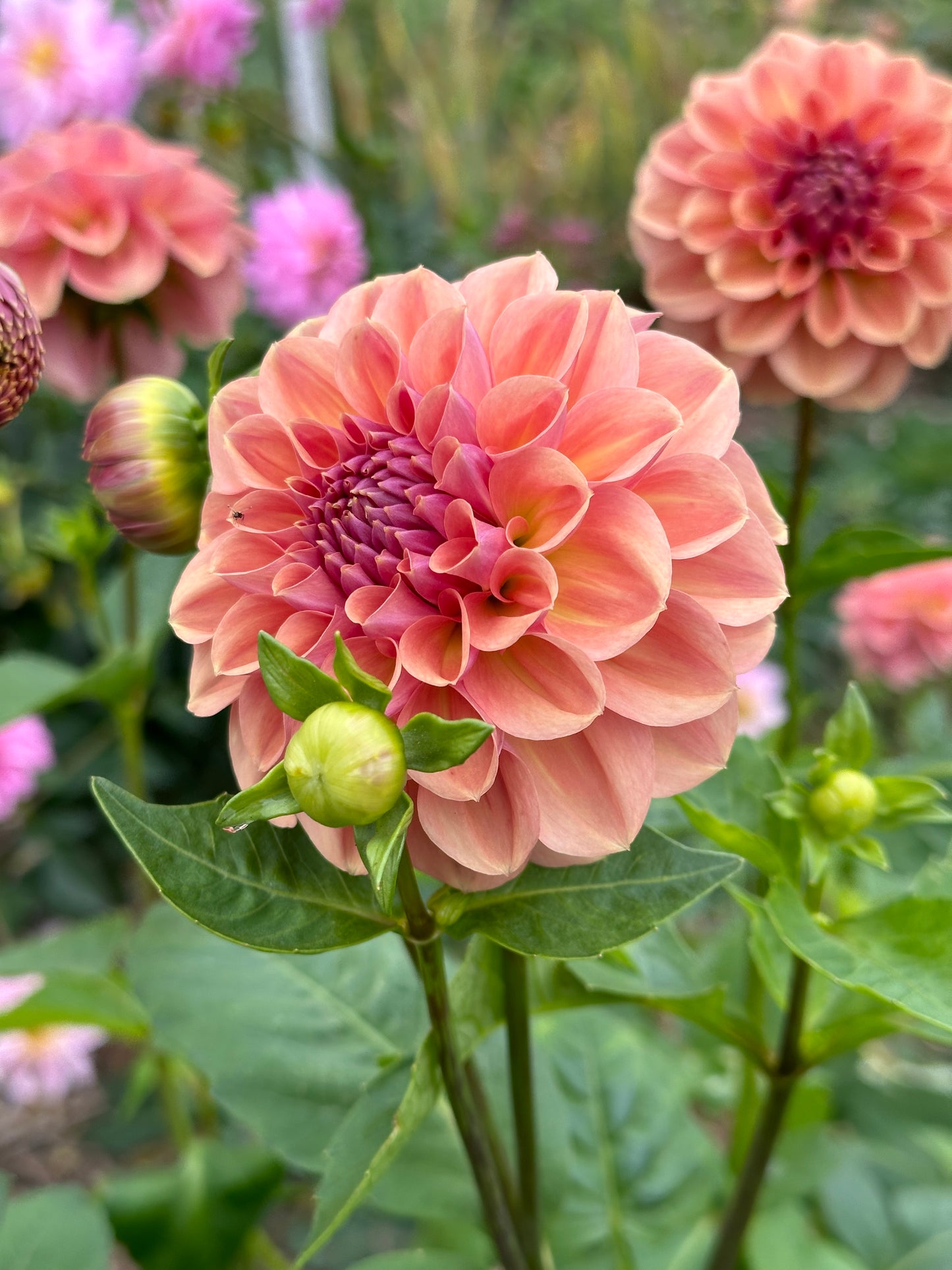 Dahlia 'Breannon' Tuber