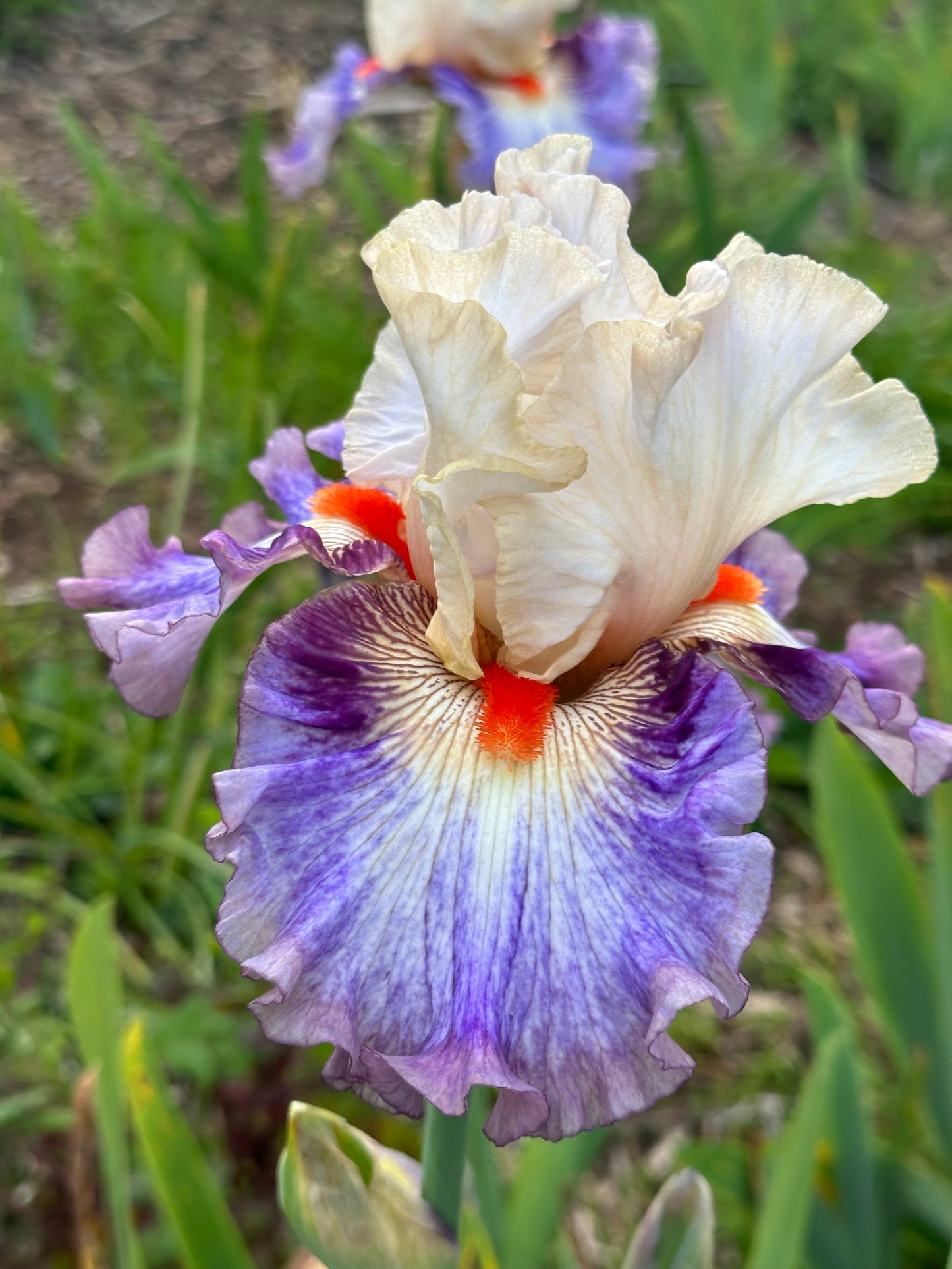 Tango Express - Tall Bearded Iris