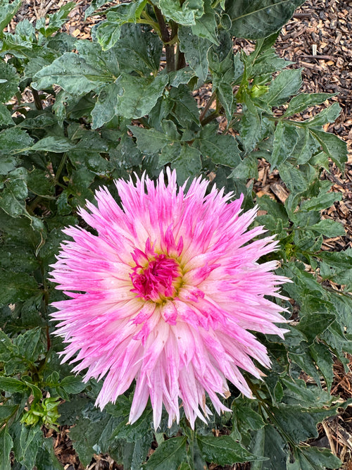 Dahlia 'Alessia' Tuber