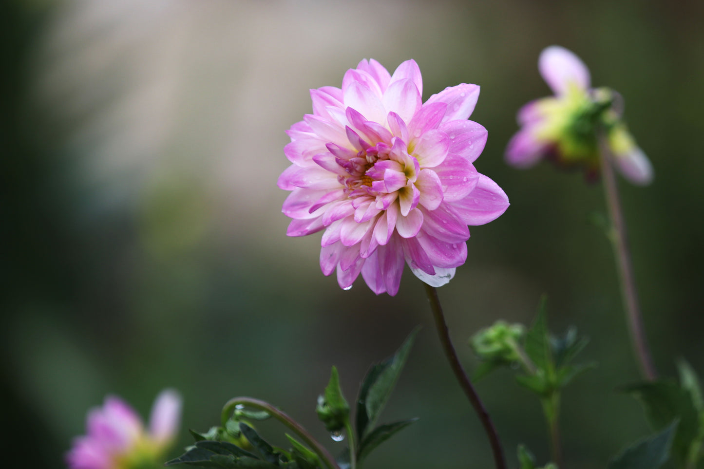 SEEDS - Dahlia parent plant ‘Figurine’ - 1 Packet of 15 seeds