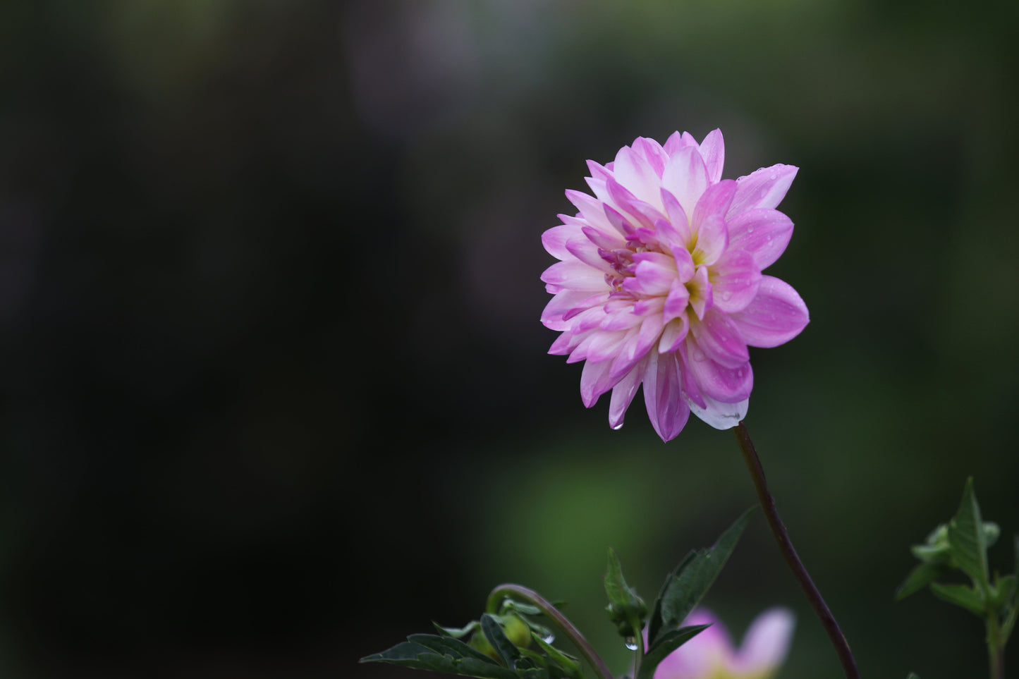 SEEDS - Dahlia parent plant ‘Figurine’ - 1 Packet of 15 seeds