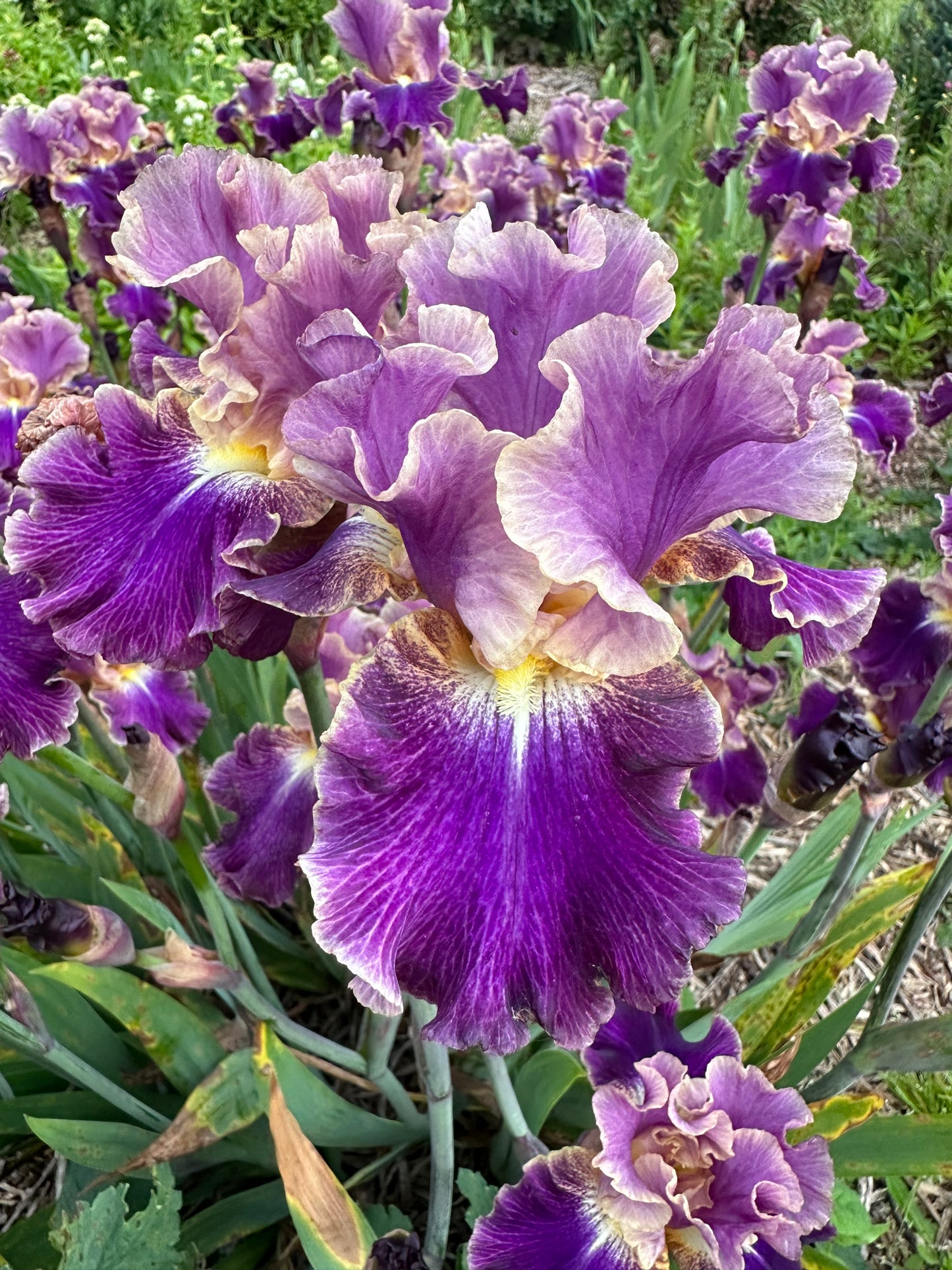 Lip Service - Tall bearded iris