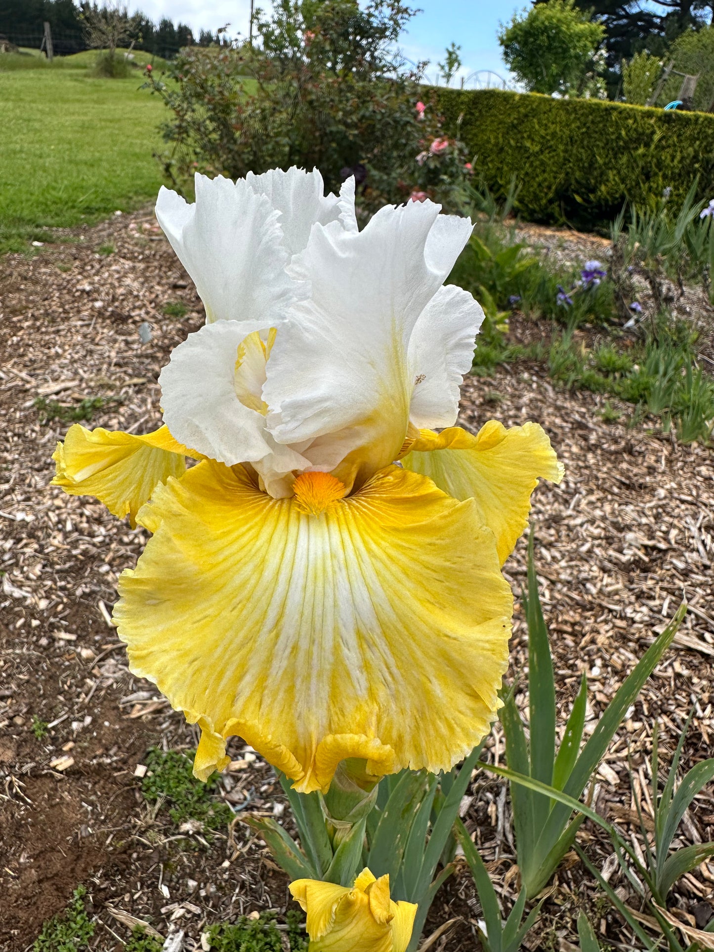 Certain Magic - Tall bearded iris