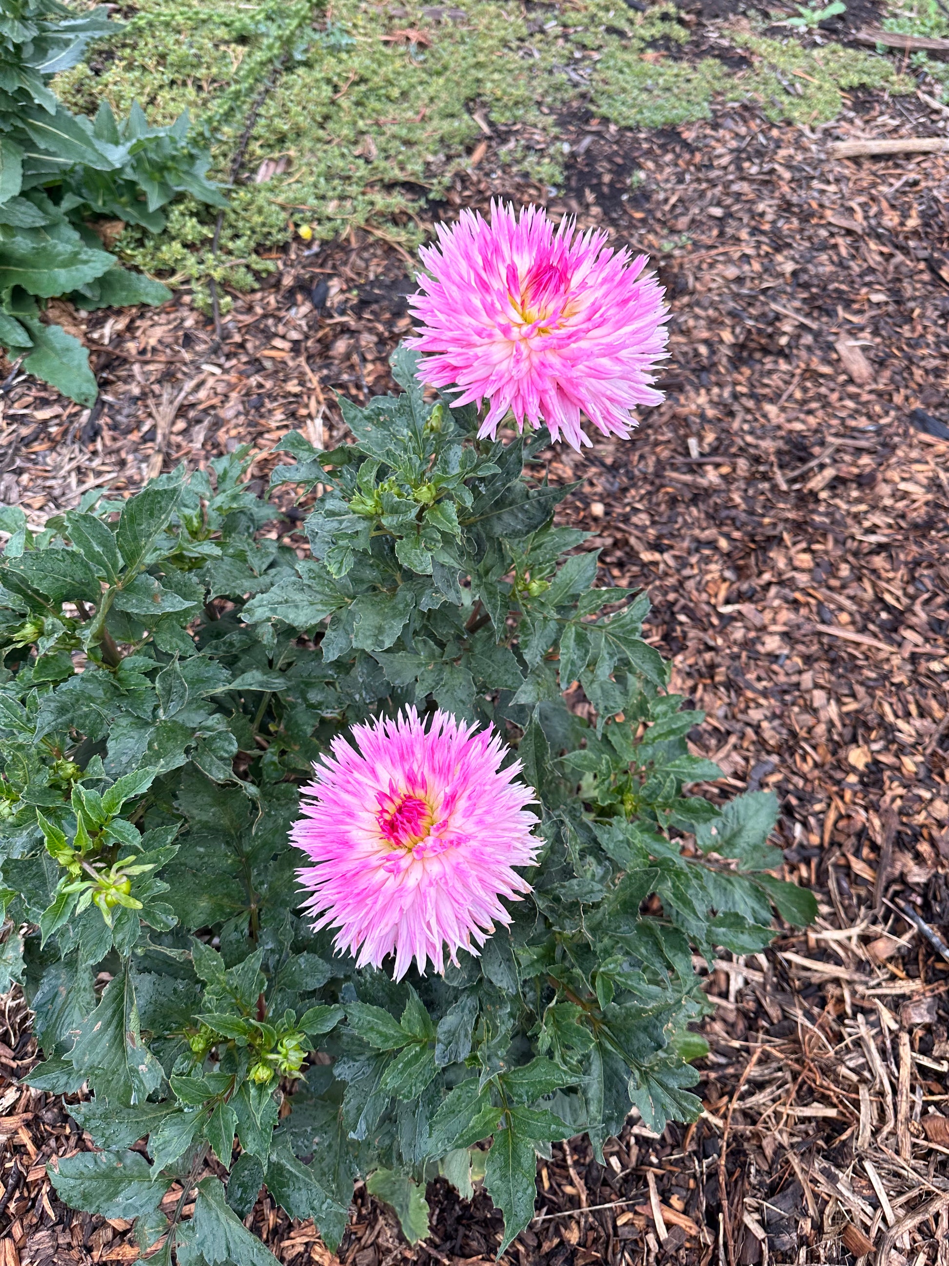 Dahlia 'Alessia' Tuber