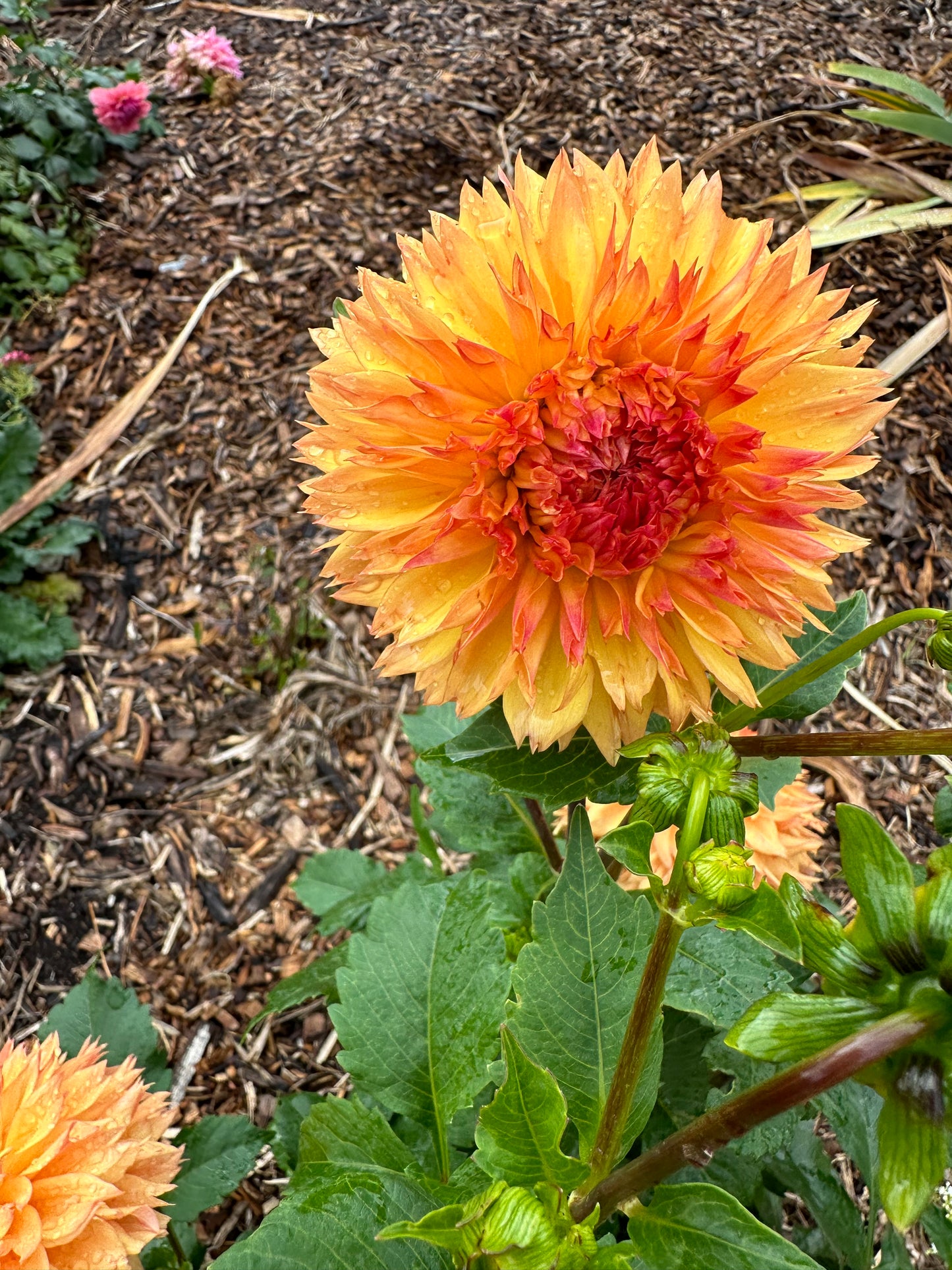 Dahlia 'Teddy Bear' Tuber