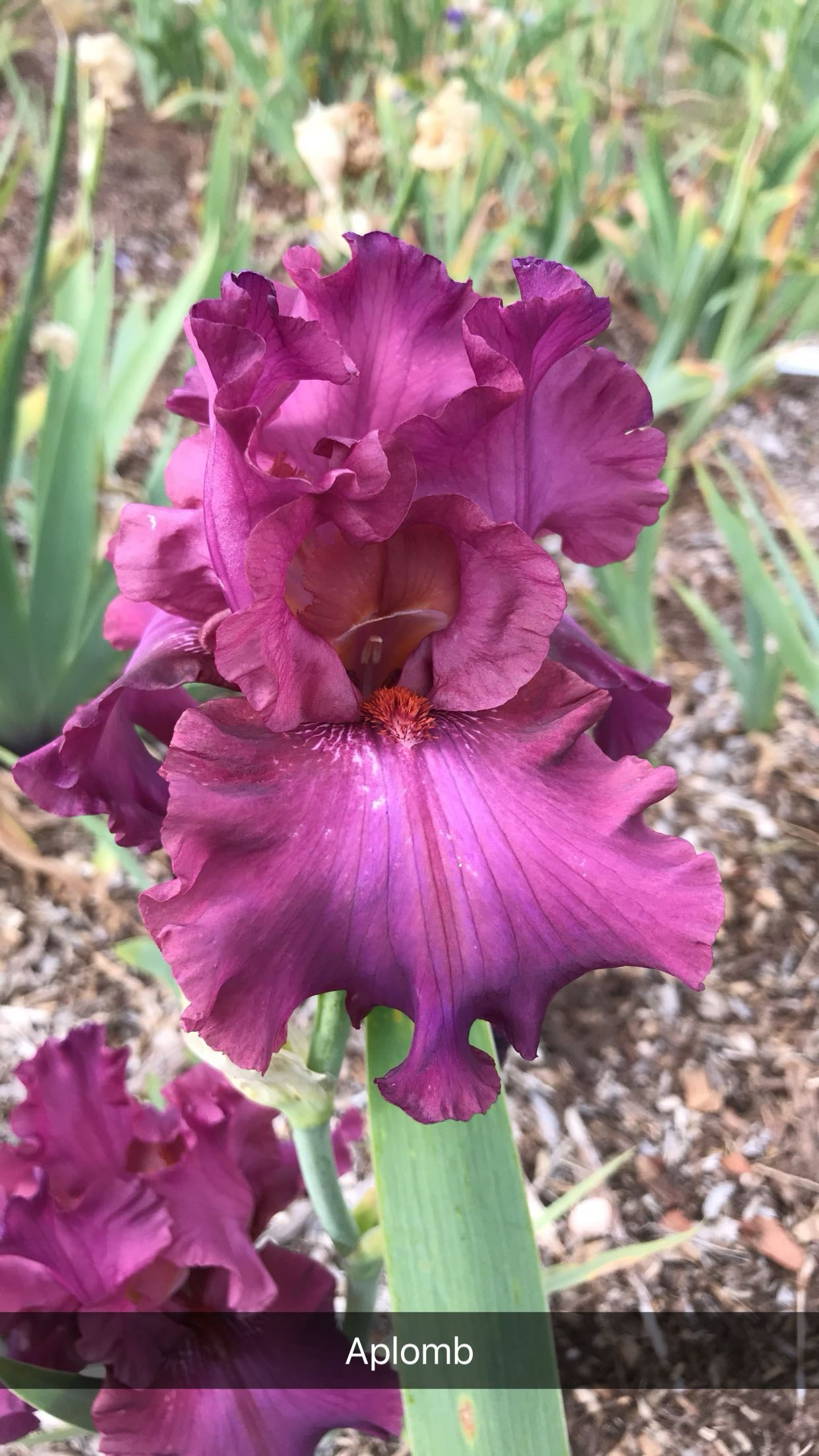 Aplomb - Tall Bearded Iris