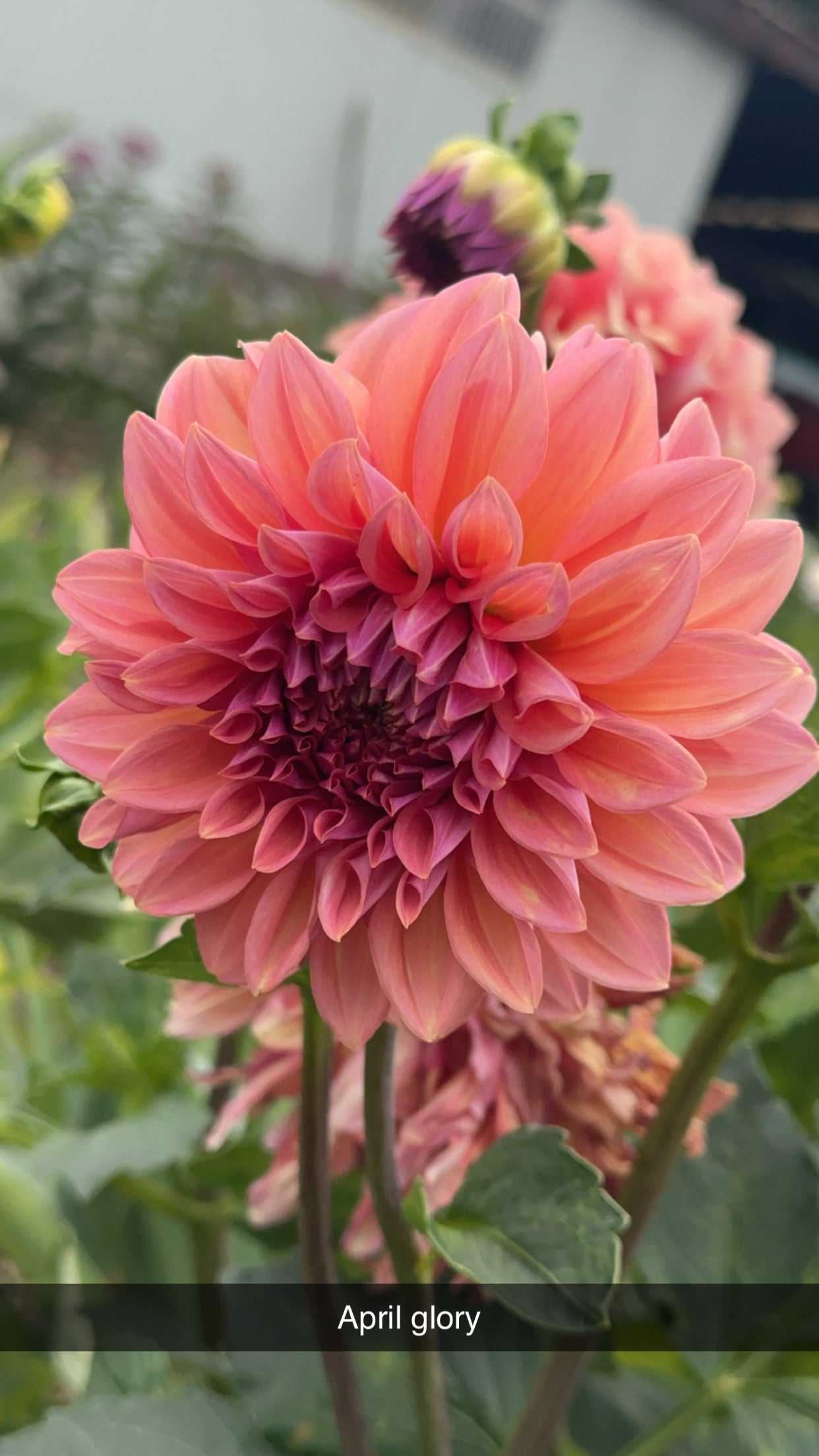 Dahlia 'April Glory' Tuber