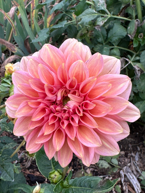 Dahlia 'April Glory' Tuber