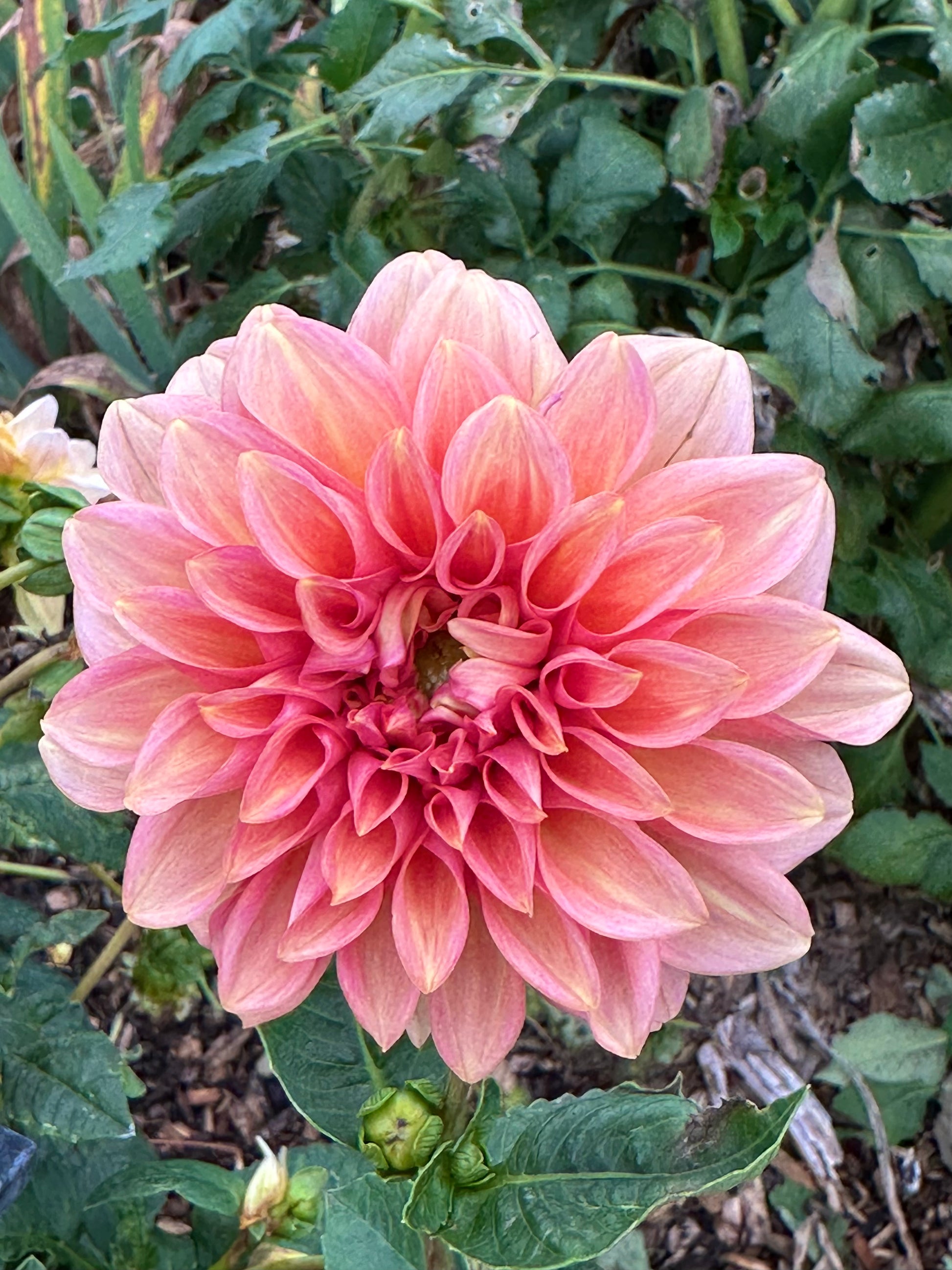 Dahlia 'April Glory' Tuber
