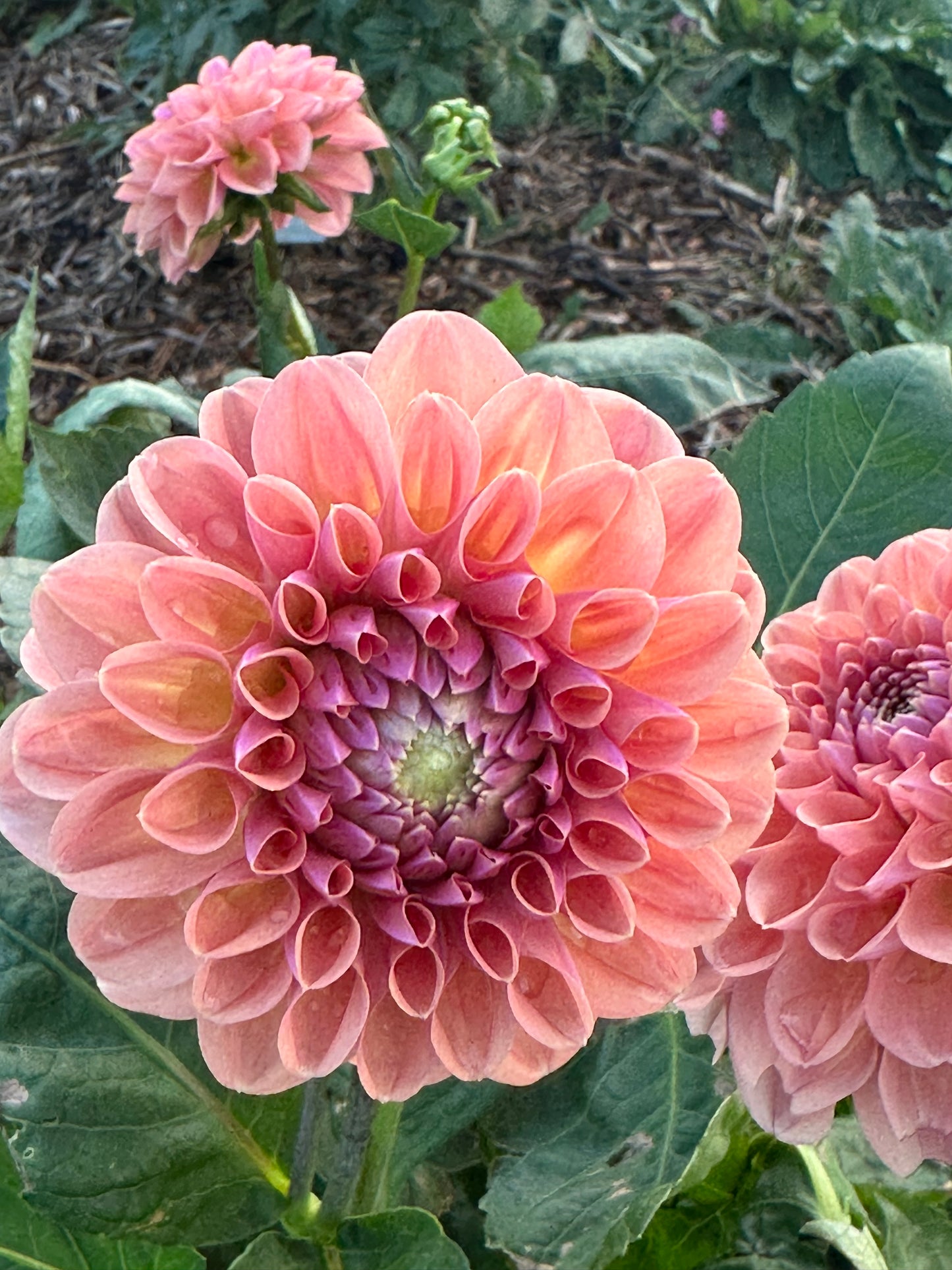 Dahlia 'Breannon' Tuber