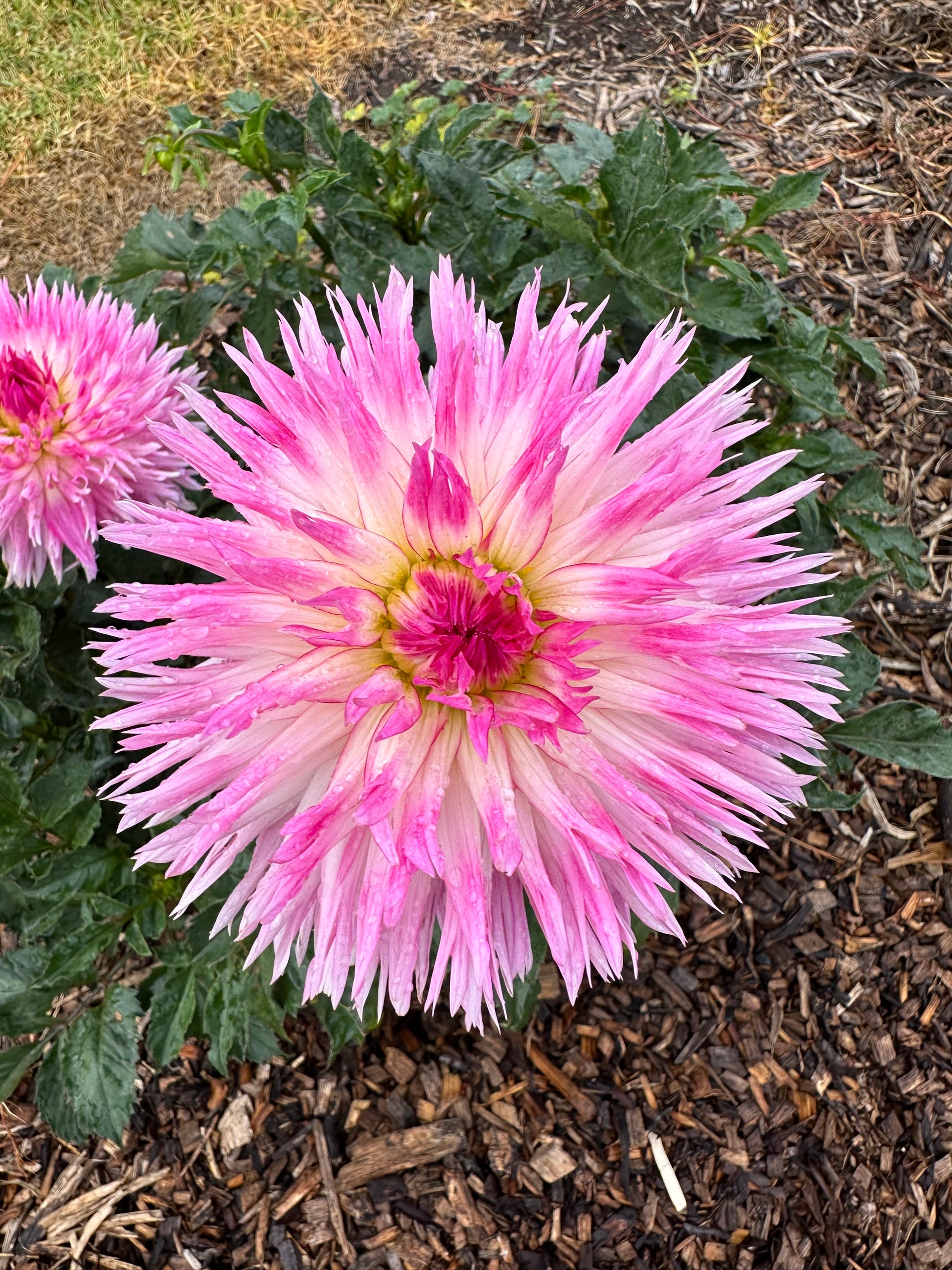 Dahlia 'Alessia' Tuber