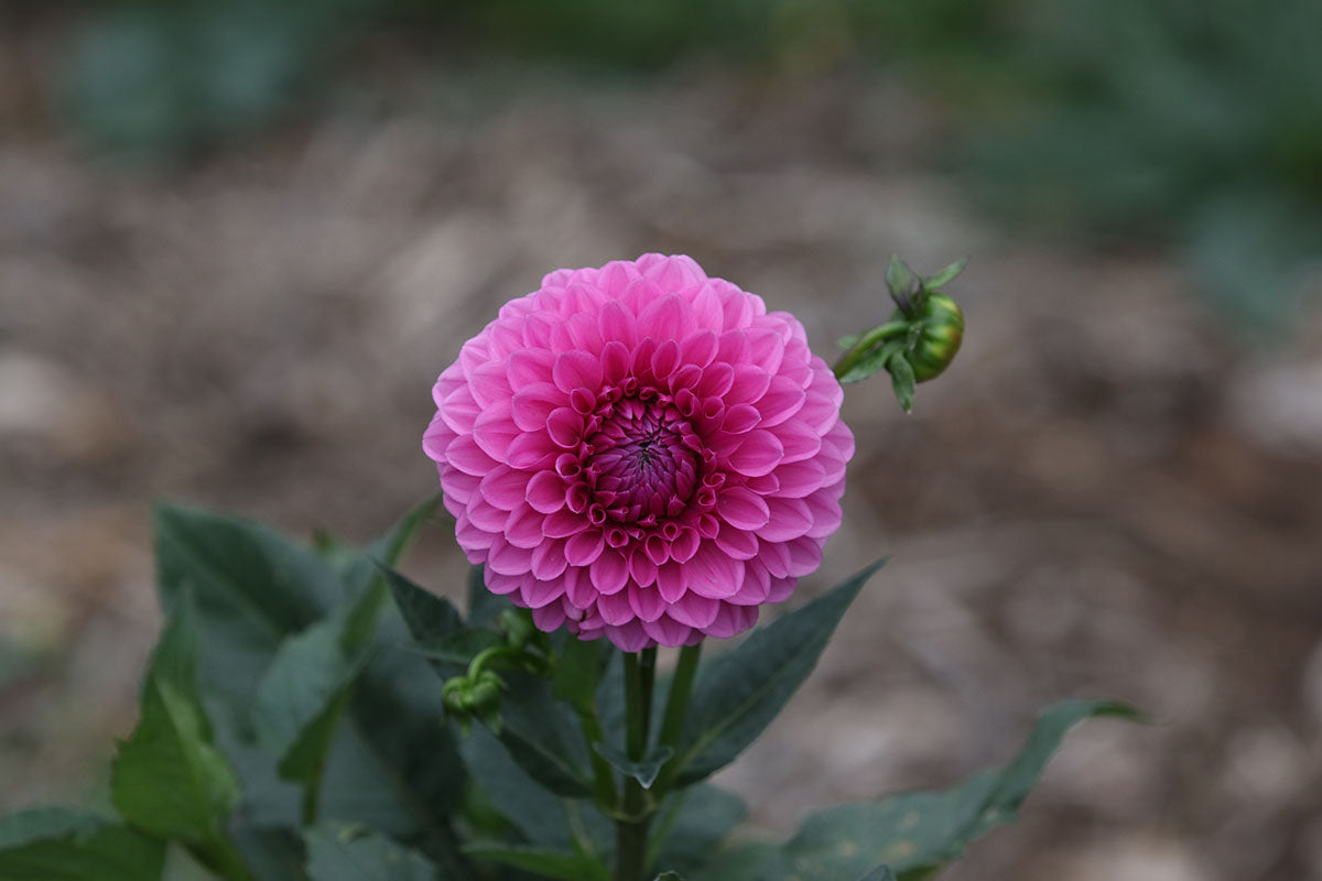 Dahlia 'Barbie' Tuber