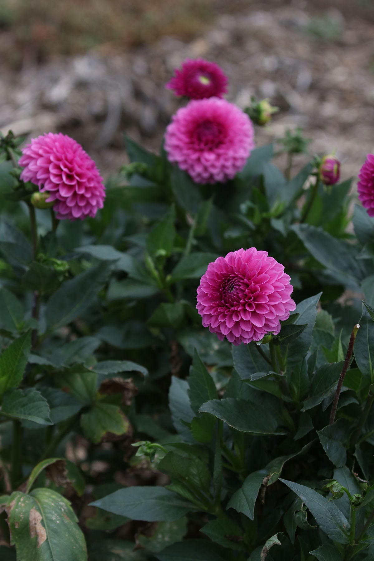 Dahlia 'Barbie' Tuber