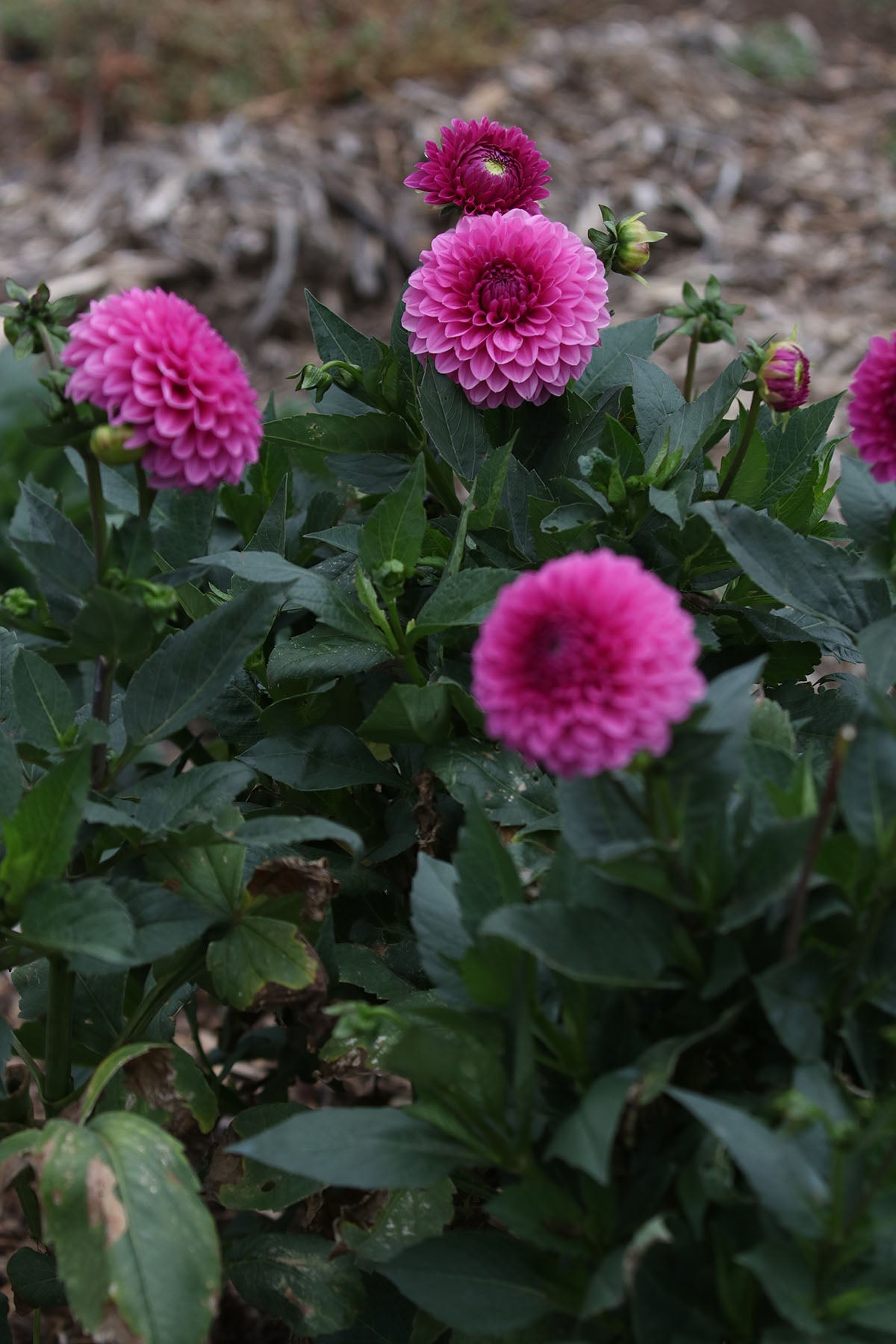 Dahlia 'Barbie' Tuber