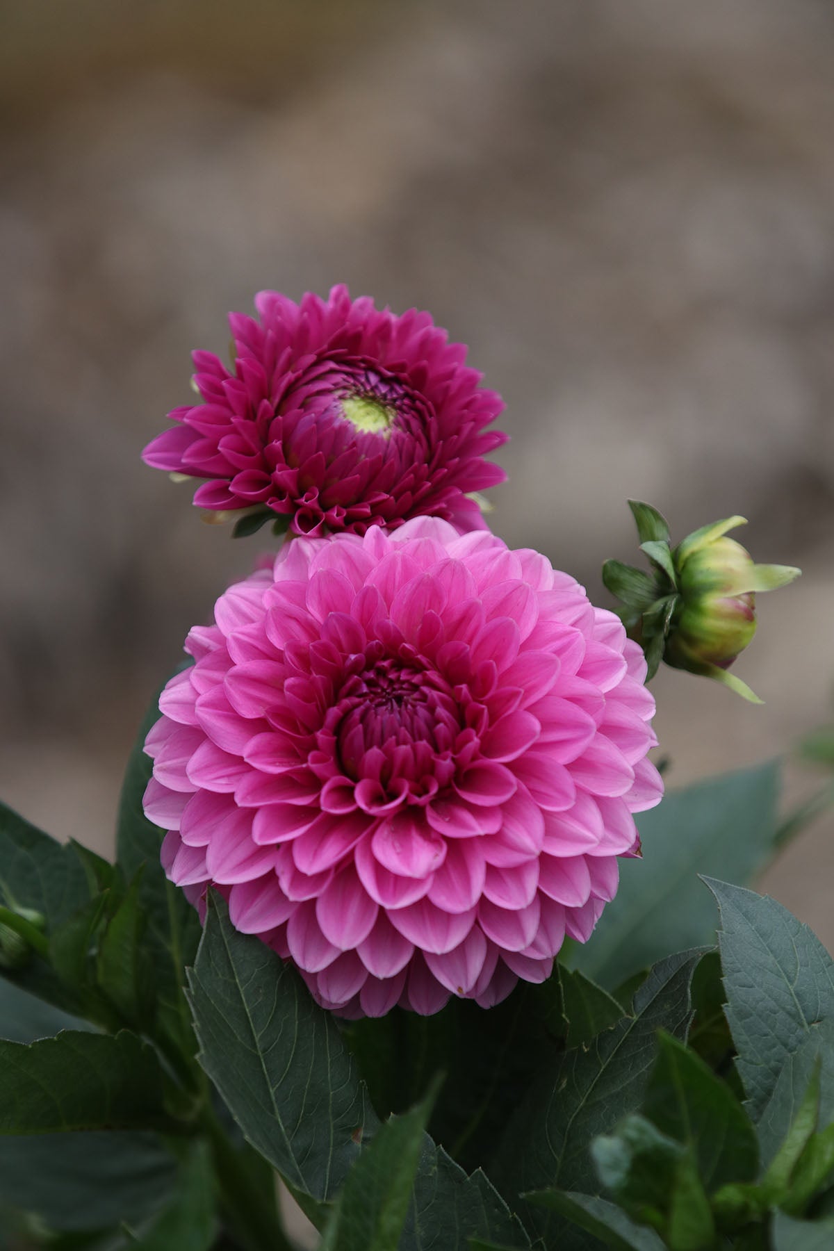 Dahlia 'Barbie' Tuber